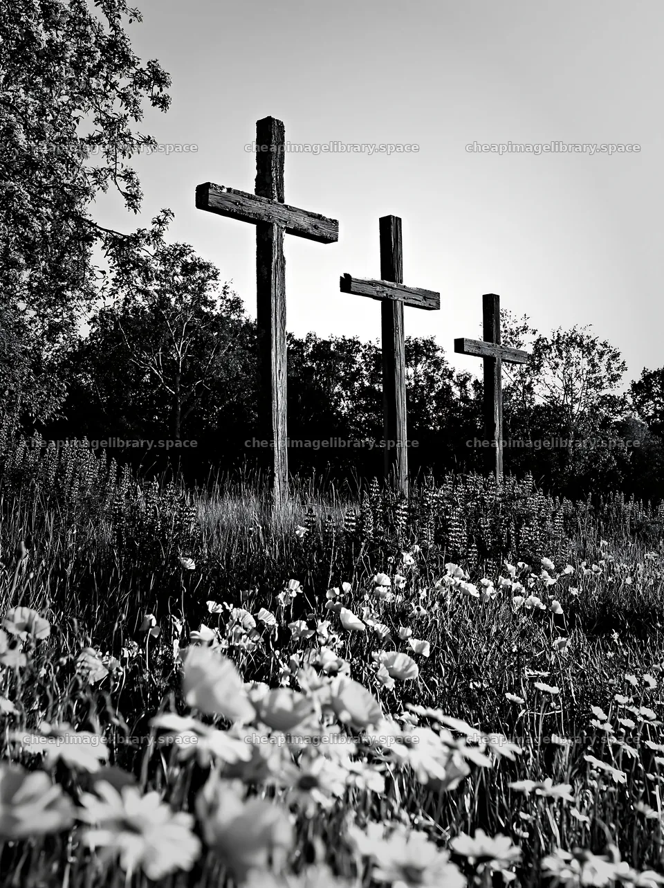 Three weathered crosses in a meadow with white flowers – image library 6866x9174
