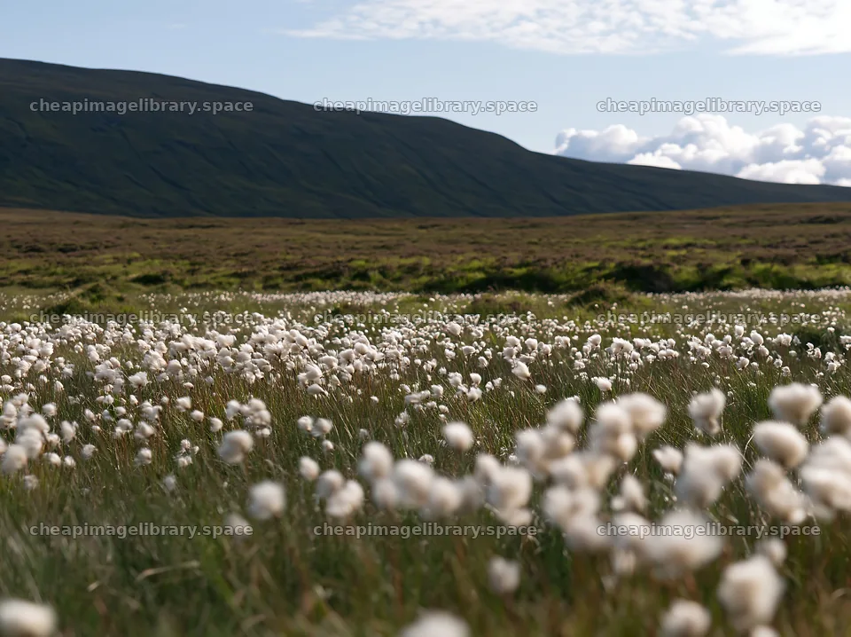 Cottongrass meadow under bright sky in natural setting – image library 9174x6866