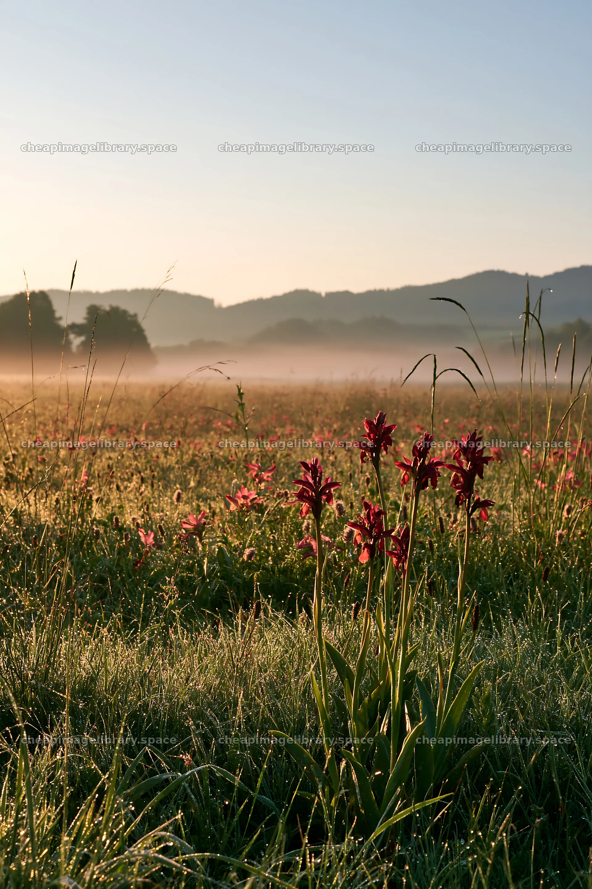 Colorful orchid meadow with mist in early morning light – image library 6480x9722