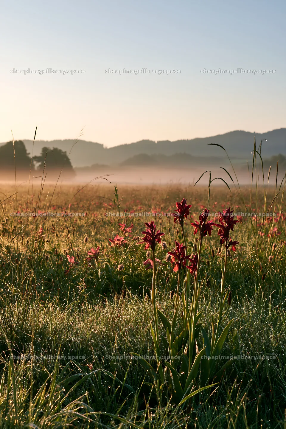 Colorful orchid meadow with mist in early morning light – image library 6480x9722