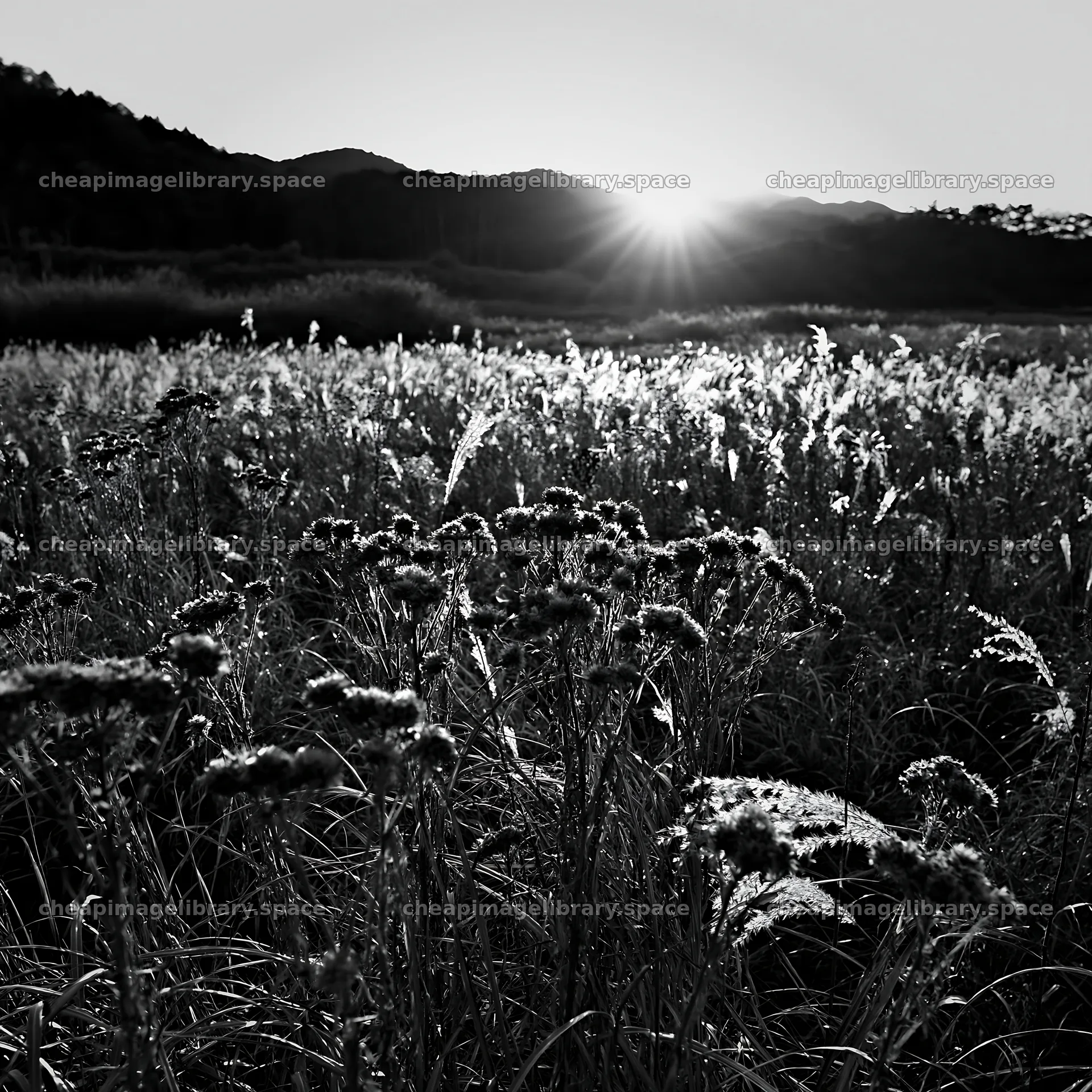 Ehime twilight meadow with dry seedheads at sunset – image library 7938x7938