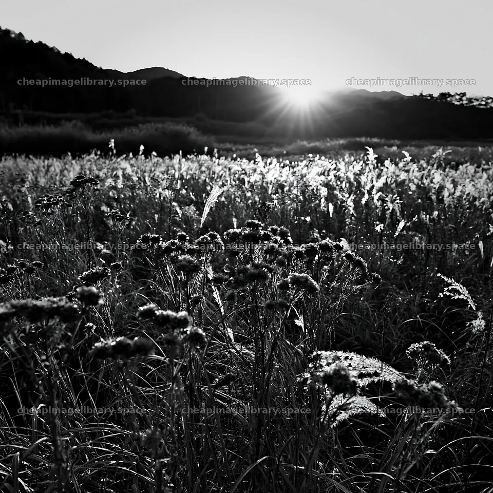 Ehime twilight meadow with dry seedheads at sunset – image library 7938x7938