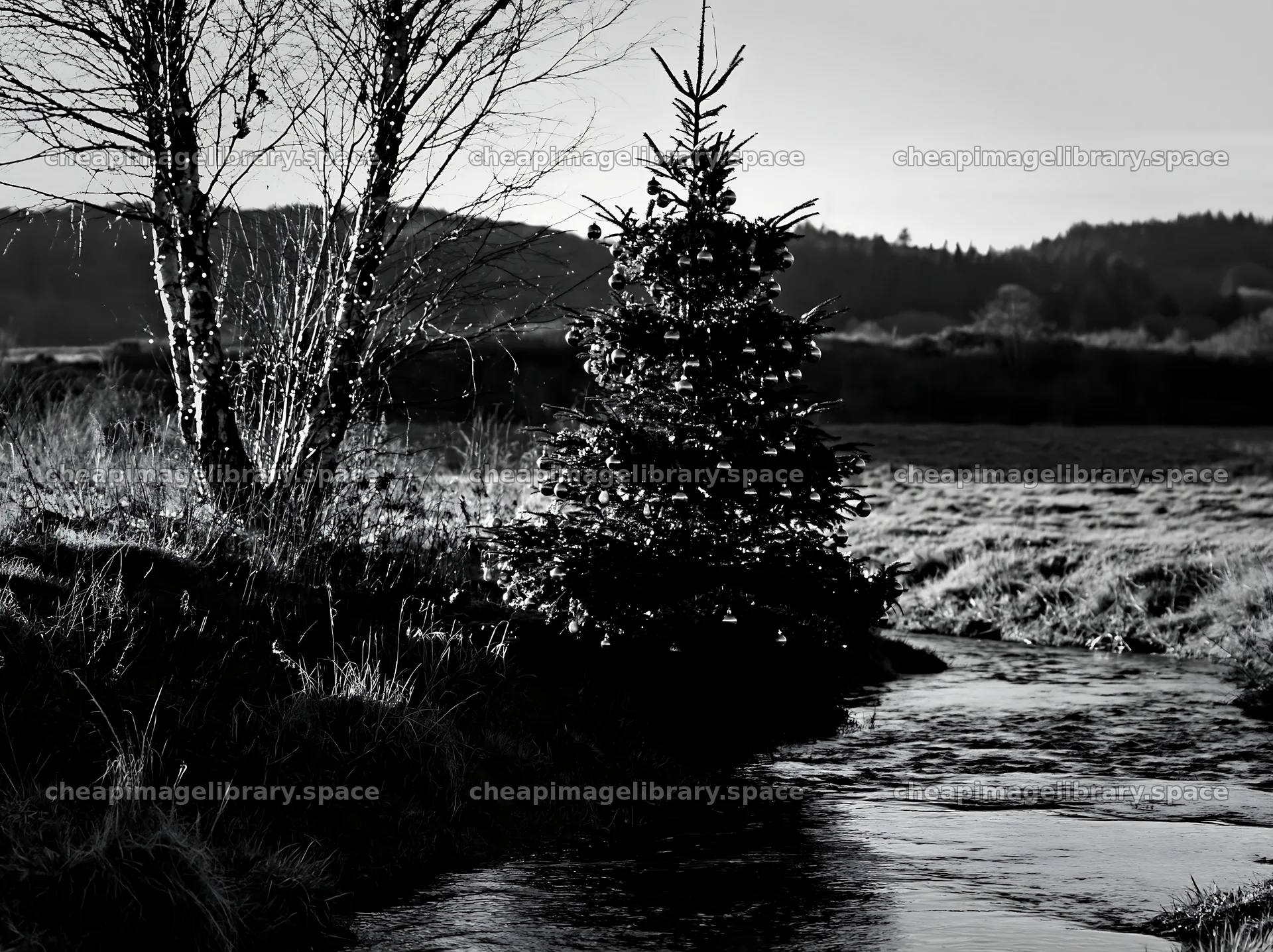 Christmas tree beside stream in meadow during winter – image library 9174x6866