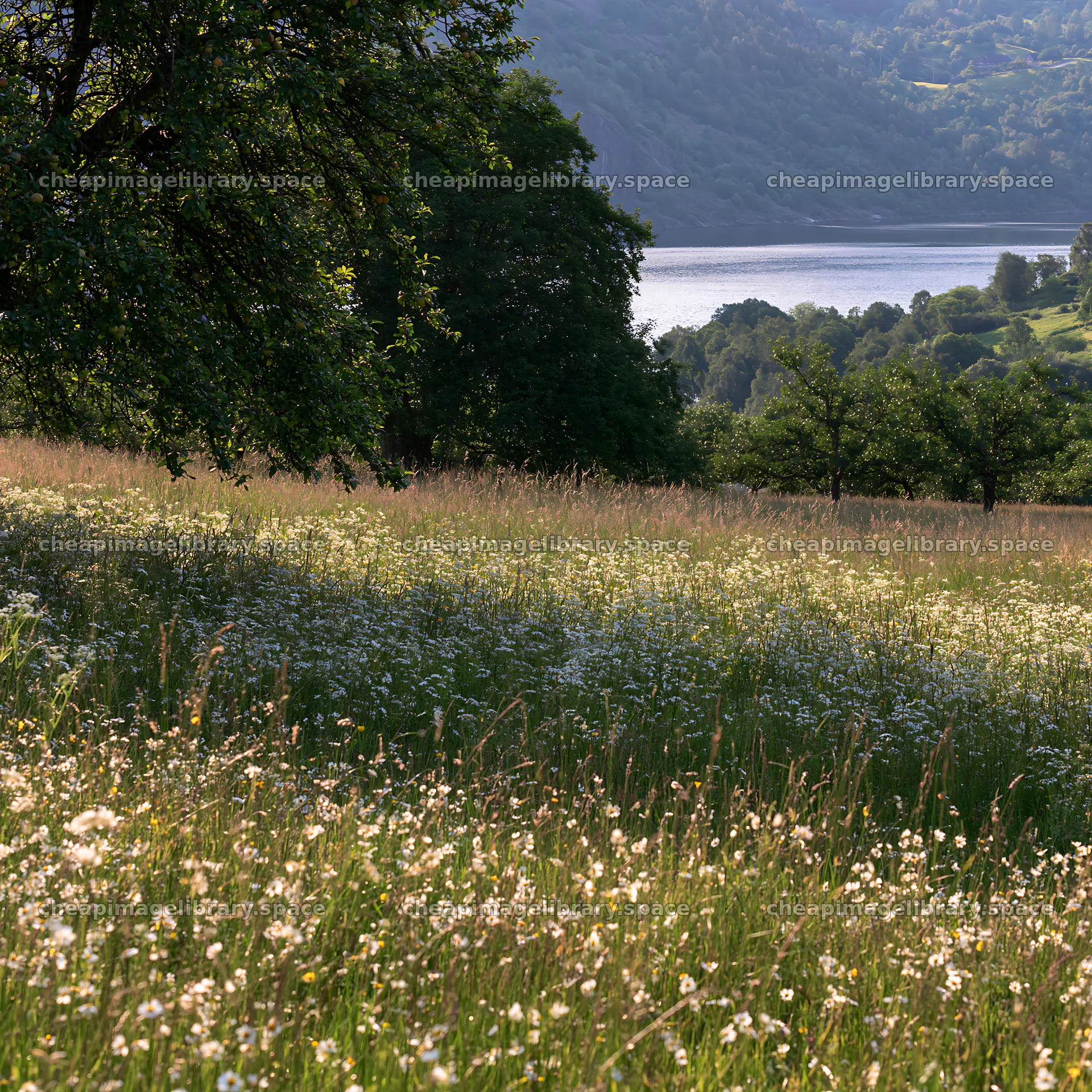 Fjord orchard meadow with lake and hills in the background – image library 7938x7938