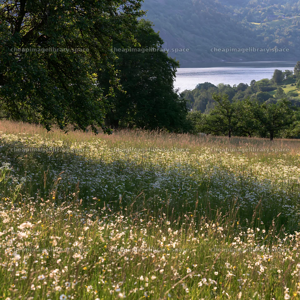Fjord orchard meadow with lake and hills in the background – image library 7938x7938