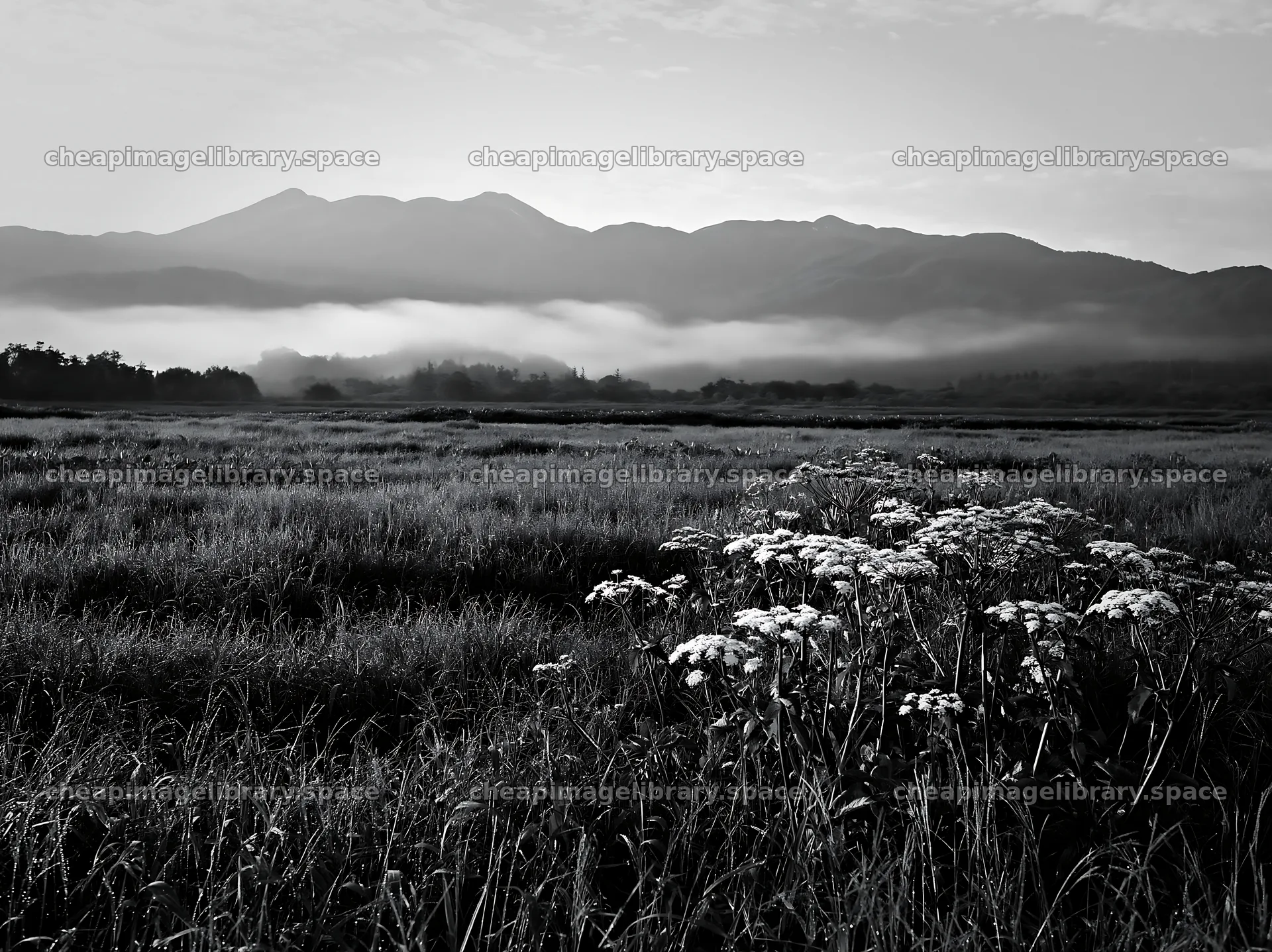 Expansive Hokkaido restoration meadow with dewdrops – image library 9174x6866