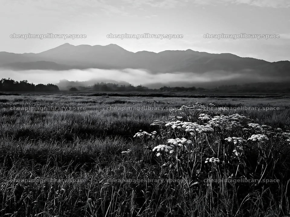 Expansive Hokkaido restoration meadow with dewdrops – image library 9174x6866