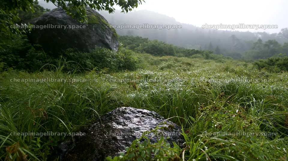 Aomori climate resilient meadow with boulder – image library 10608x5938