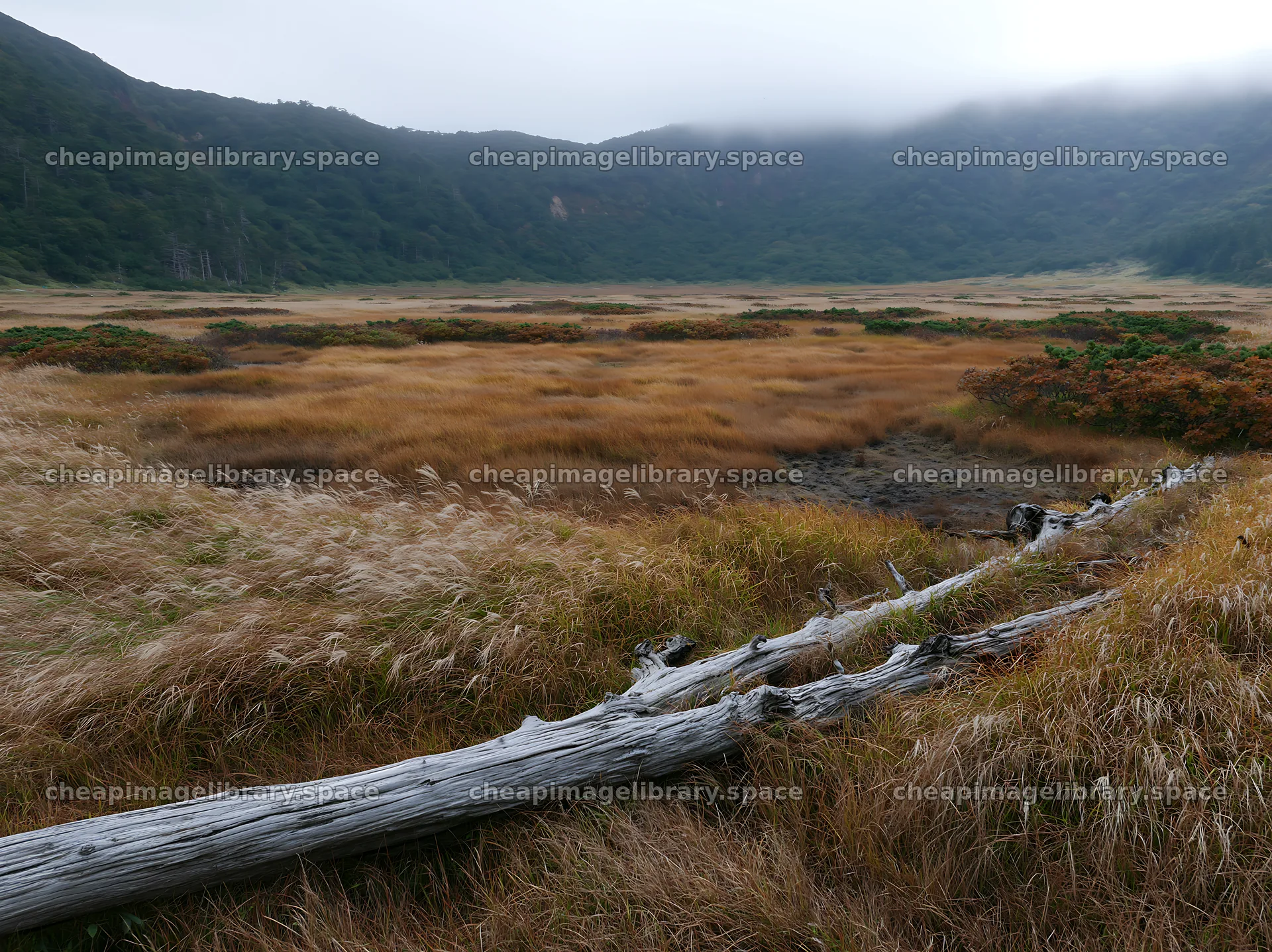 Wakayama autumn meadow with weathered wood in the foreground – image library 9174x6866