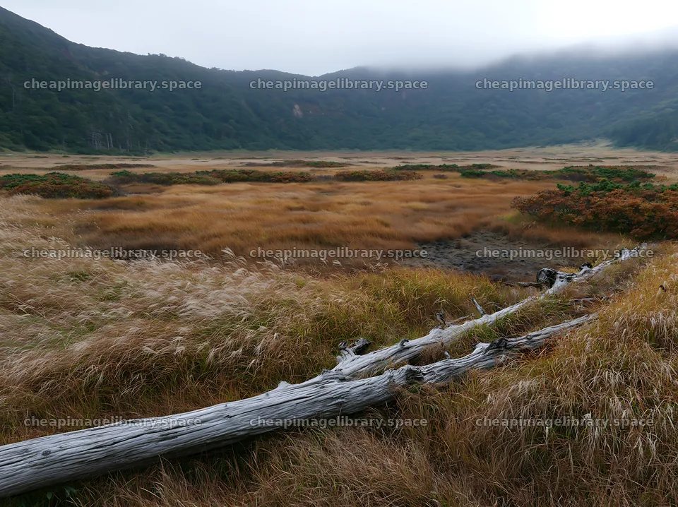 Wakayama autumn meadow with weathered wood in the foreground – image library 9174x6866