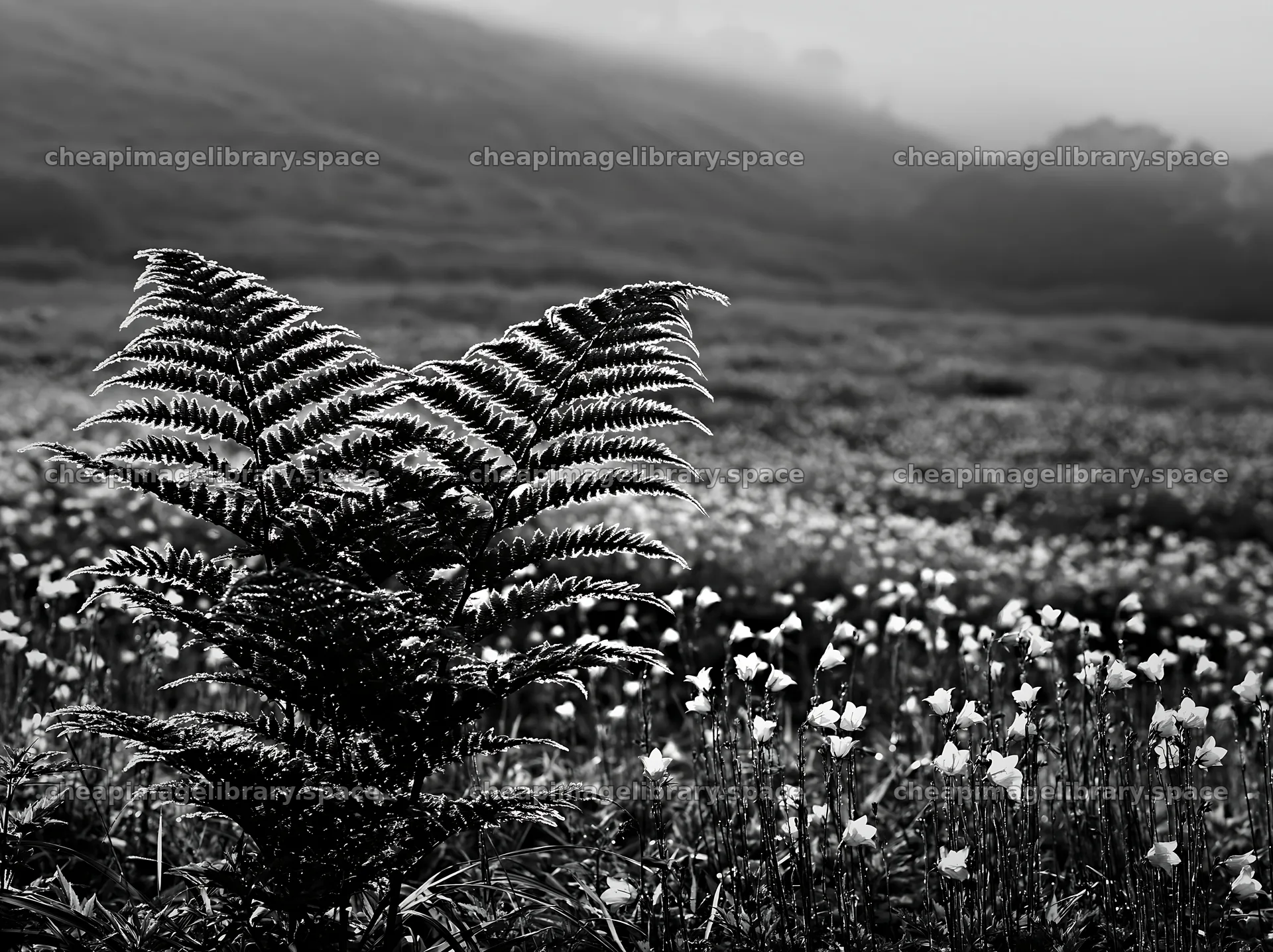 Tokushima mountain meadow fern frond foreground with flowers – image library 9174x6866