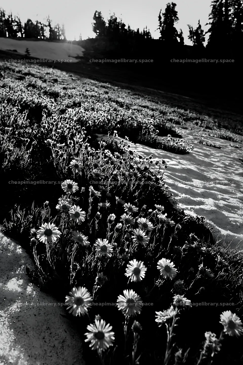 Snowy foothill meadow with flowers under clear sky – image library 6480x9722