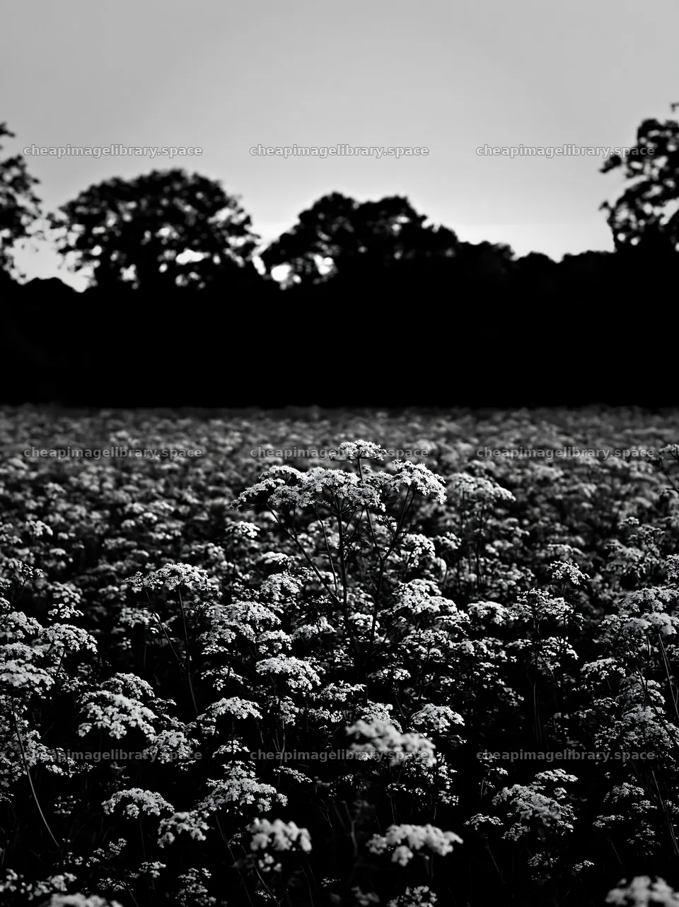 Cow parsley meadow under evening light – image library 6866x9174