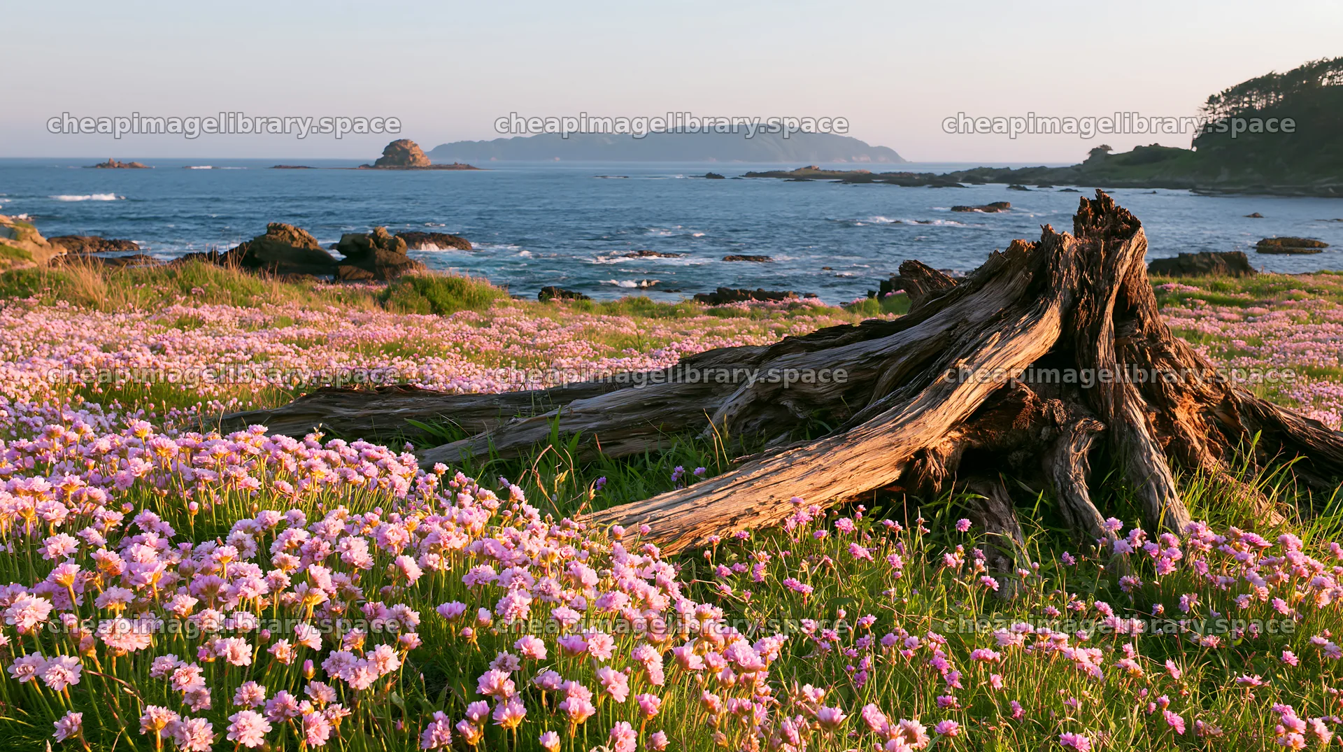 Nagasaki coastal meadow with driftwood and blooming flowers – image library 10608x5938