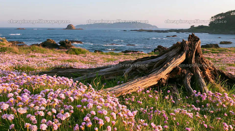 Nagasaki coastal meadow with driftwood and blooming flowers – image library 10608x5938