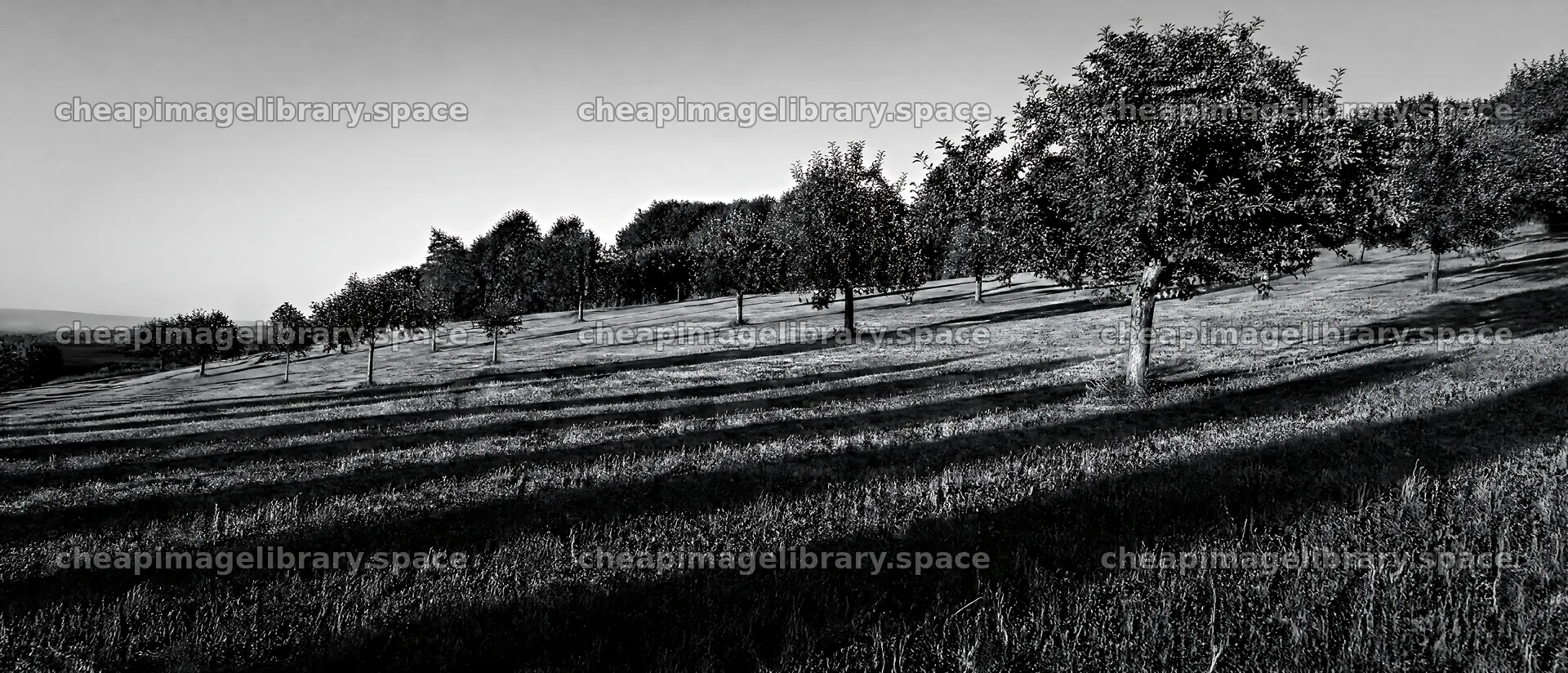 Hillside apple meadow under afternoon sunlight – image library 12116x5200