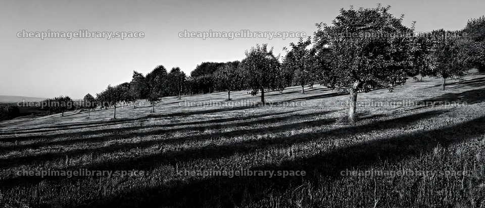 Hillside apple meadow under afternoon sunlight – image library 12116x5200