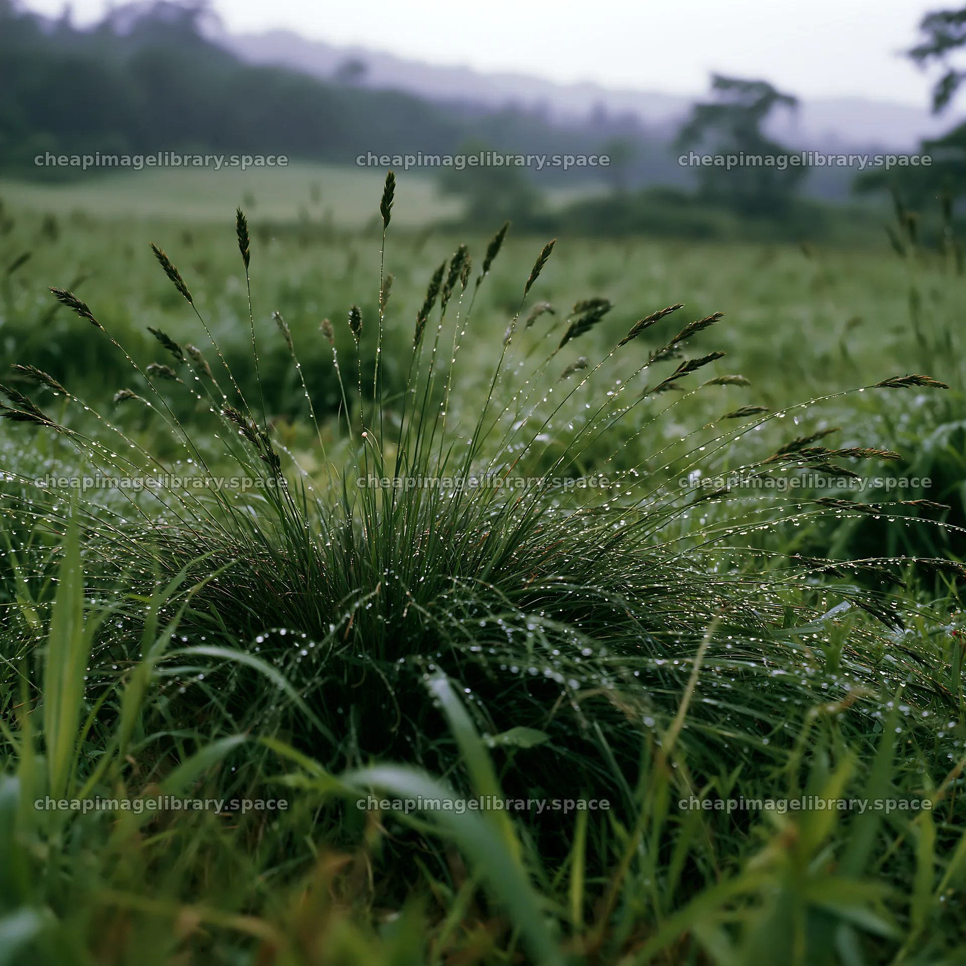 Iwate rain refreshed meadow seedhead foreground – image library 7938x7938