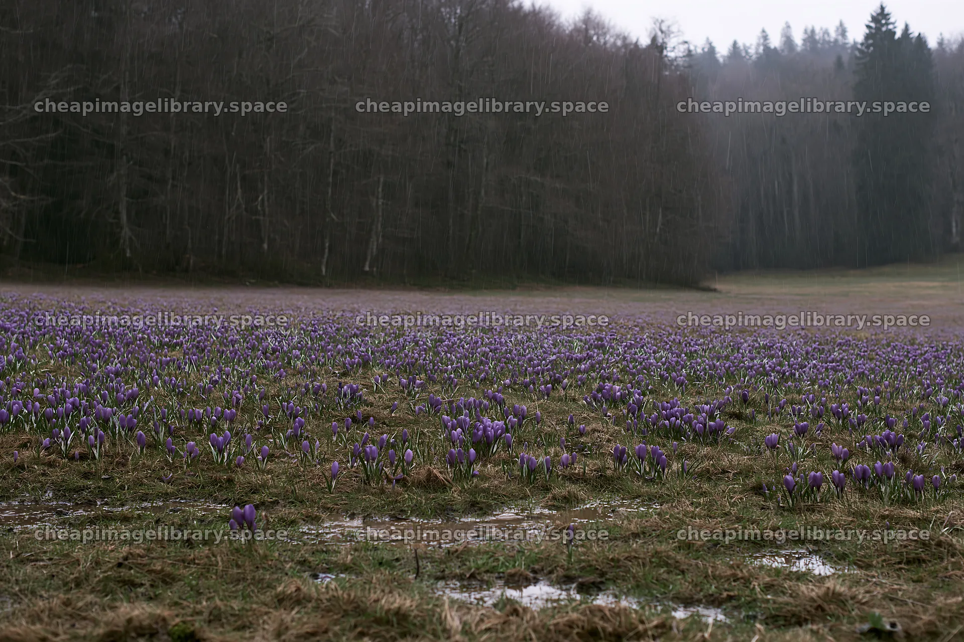 Meadow filled with crocuses in early spring – image library 9722x6480