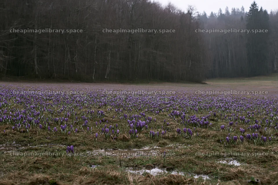 Meadow filled with crocuses in early spring – image library 9722x6480