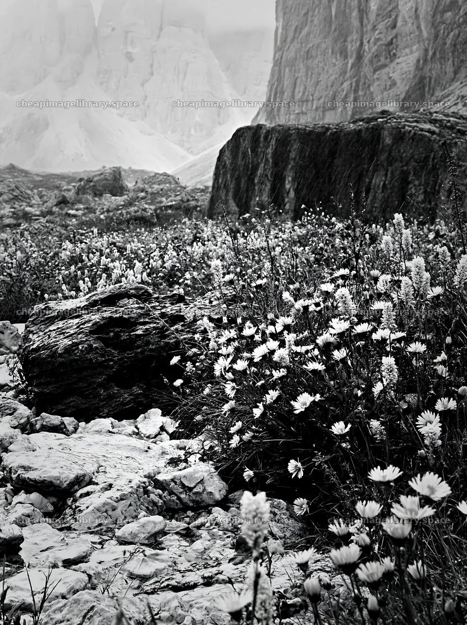 Climate-resilient meadow with rocks and flowers in natural setting – image library 6866x9174