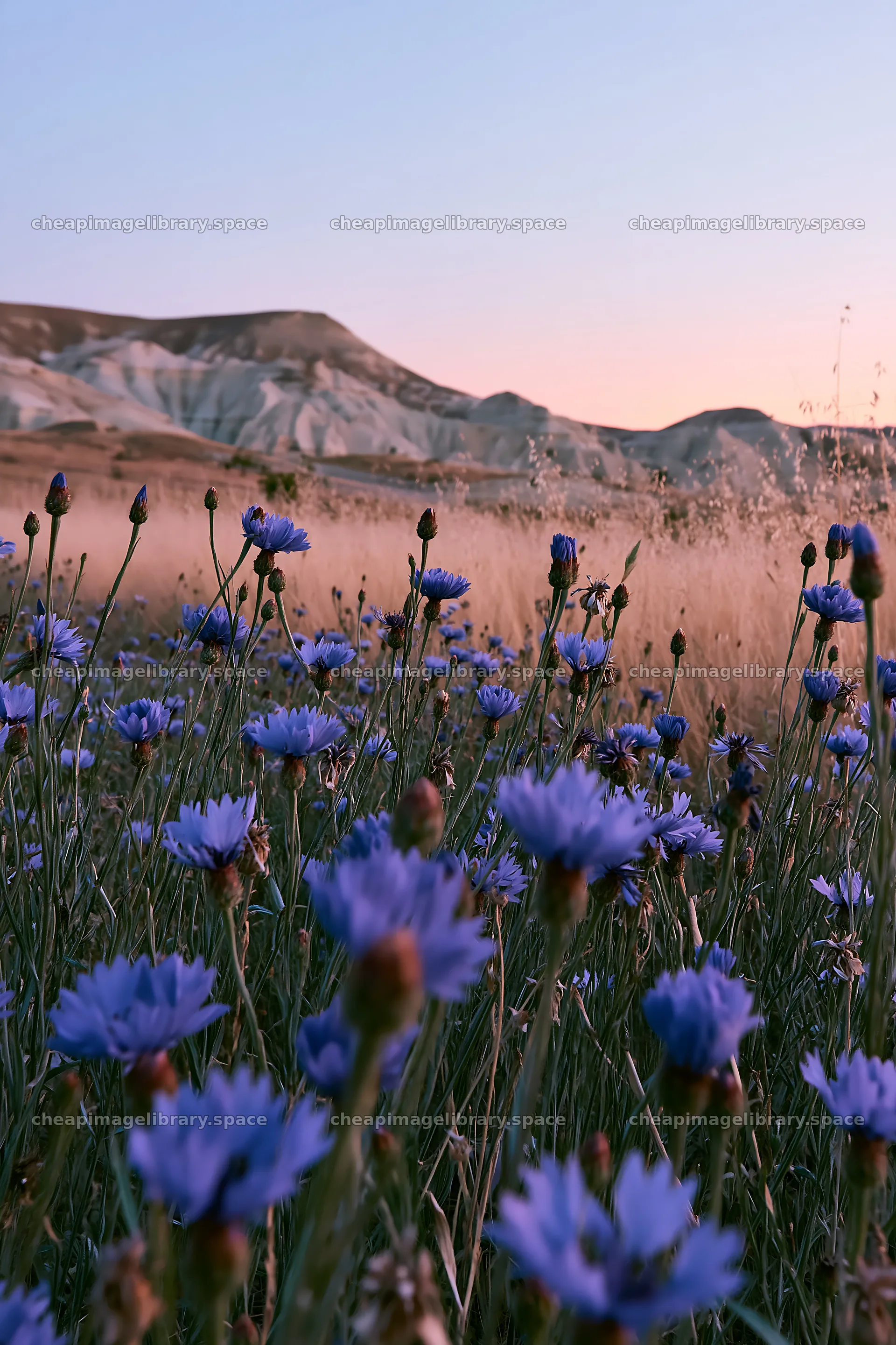 Cornflower meadow with hills at sunset – image library 6480x9722