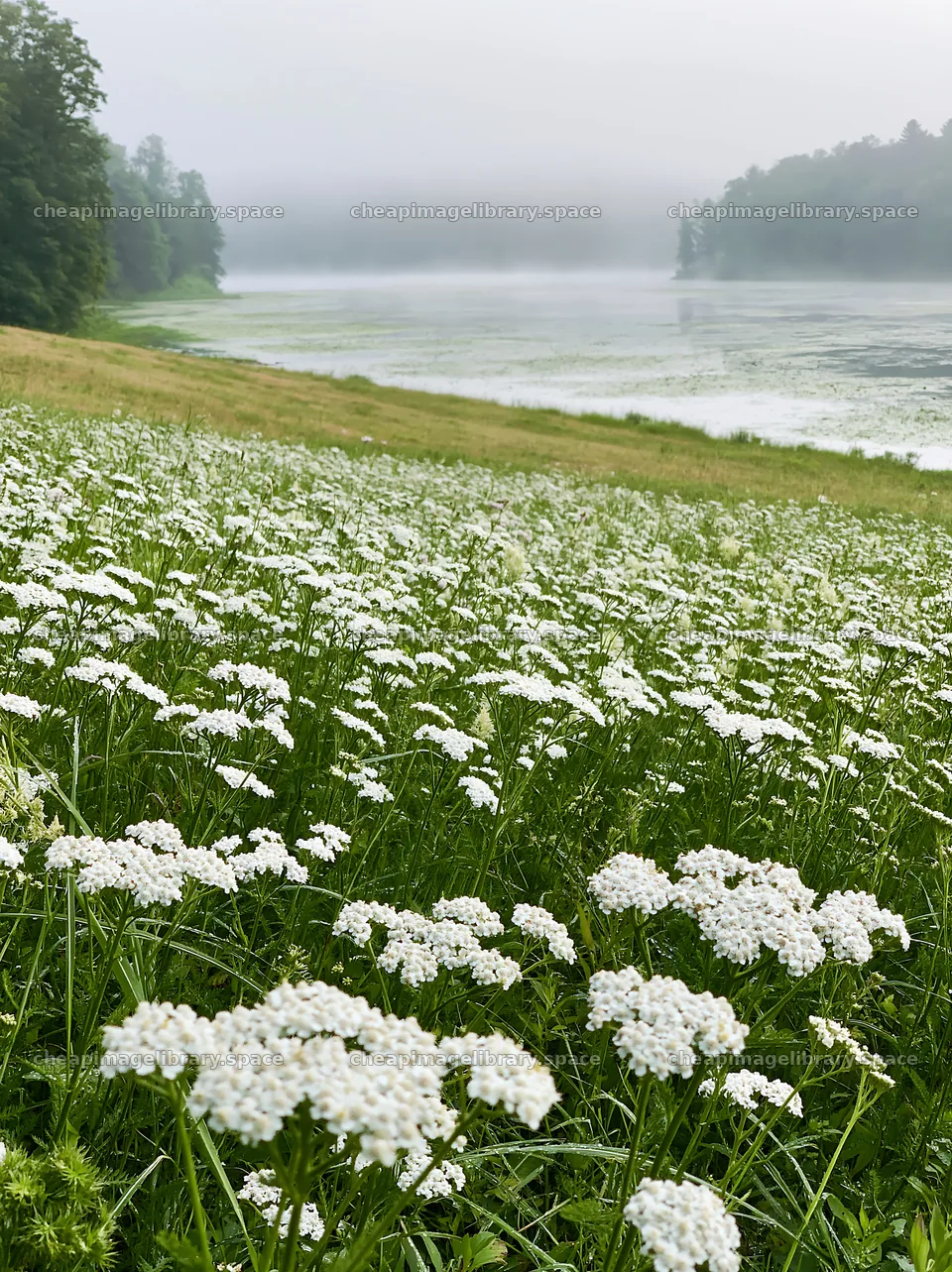 Sunny white umbel meadow near misty lake – image library 6866x9174