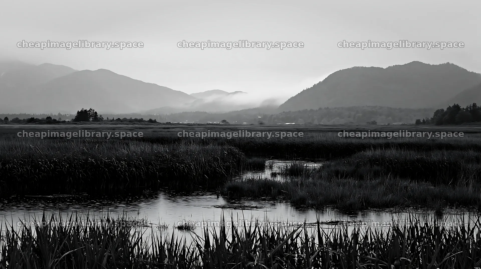 Shiga wetland meadow reeds support climate adaptation efforts – image library 10608x5938