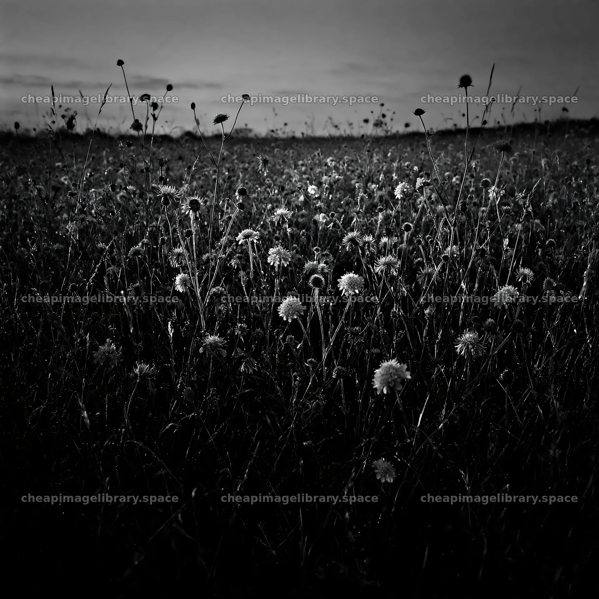 Rewilded meadow filled with wildflowers under a twilight sky – image library 7938x7938