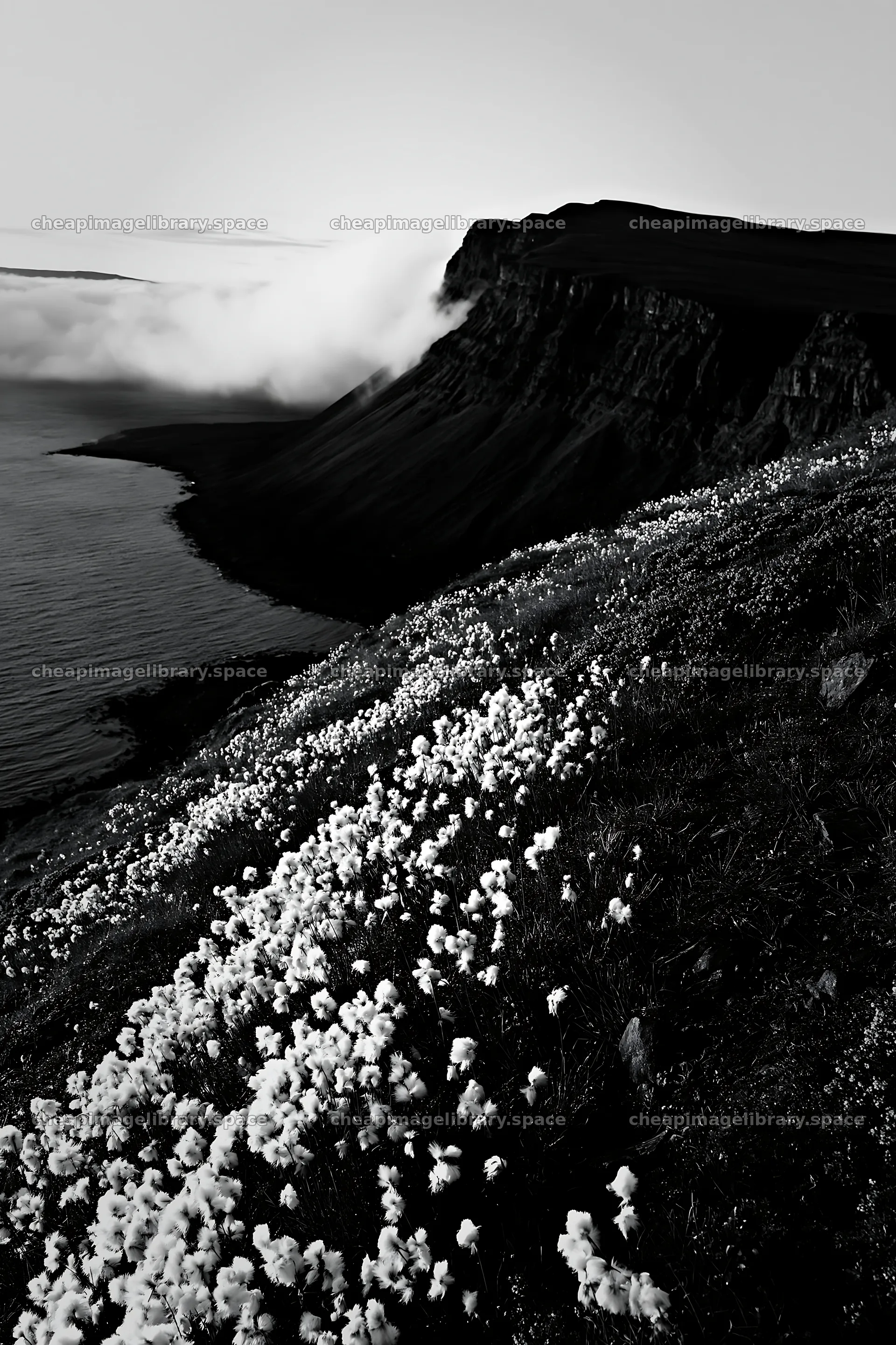 Coastal meadow cliffs with flowers and fog at sunset – image library 6480x9722