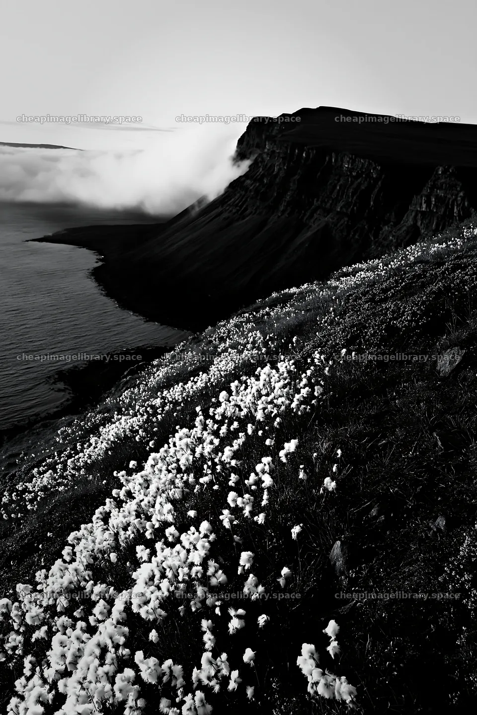 Coastal meadow cliffs with flowers and fog at sunset – image library 6480x9722