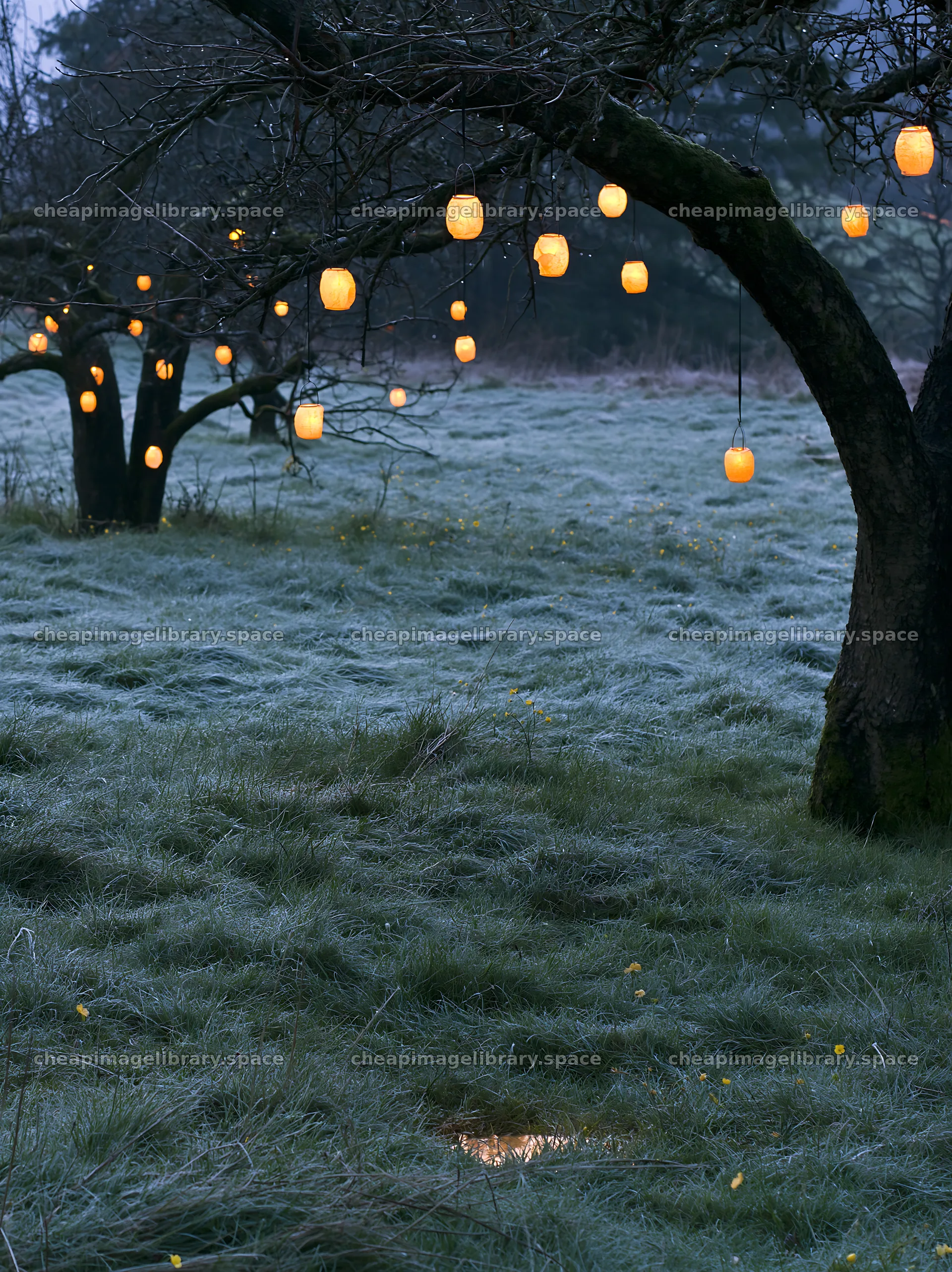 Lanterns hanging on trees in a meadow during winter season – image library 6866x9174