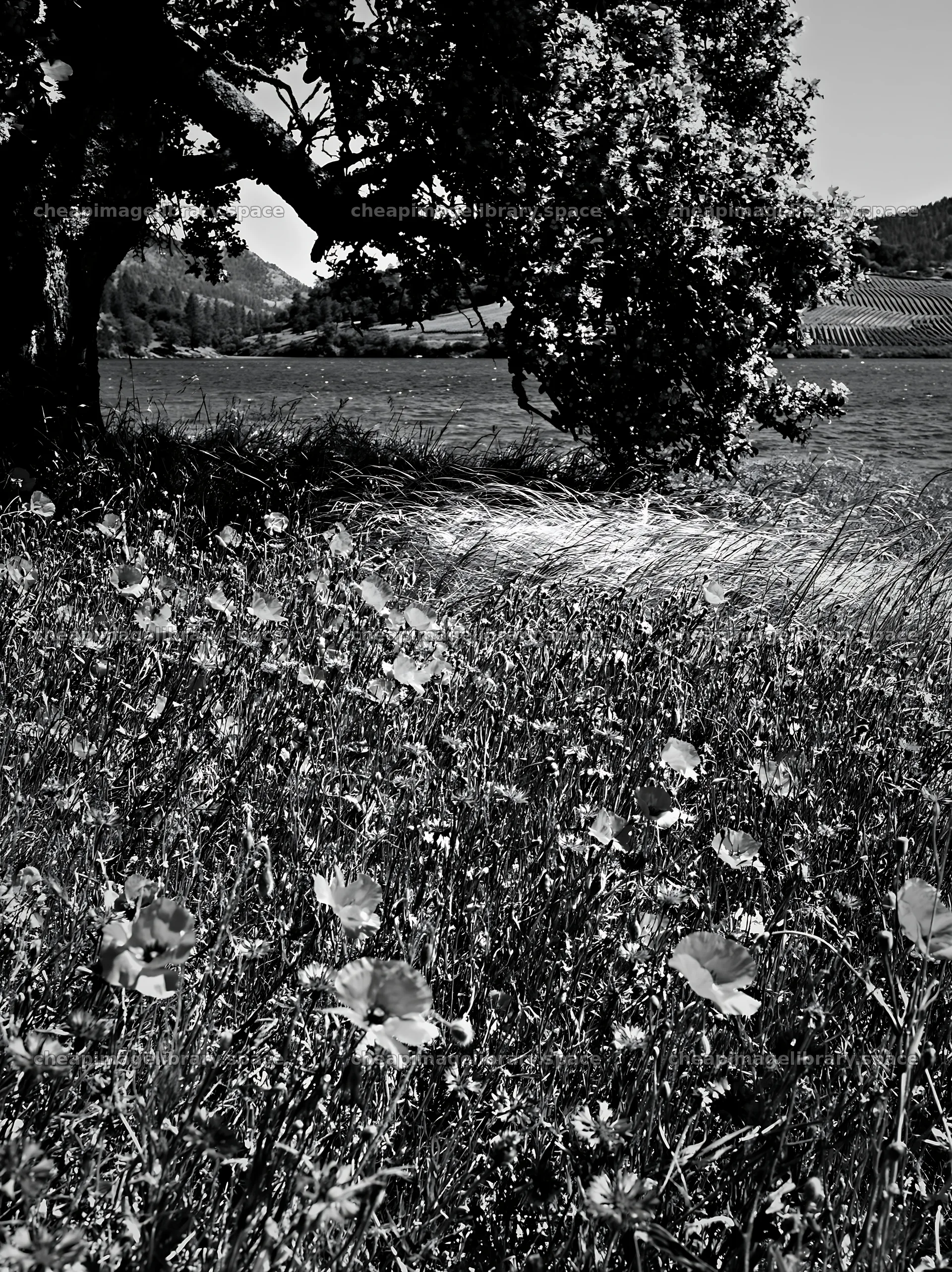 Lakeside orchard meadow with flowers and tree by water – image library 6866x9174