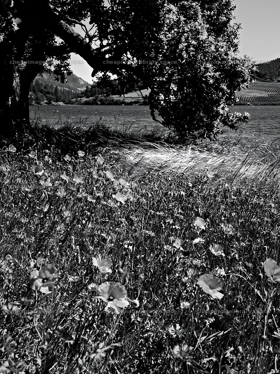 Lakeside orchard meadow with flowers and tree by water – image library 6866x9174
