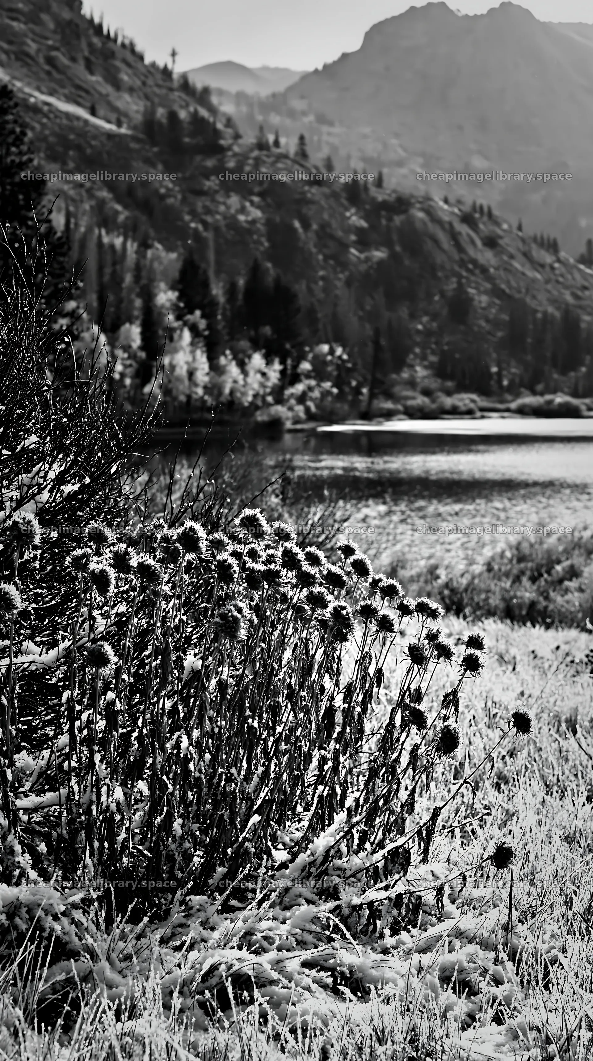 Lakeside meadow with snow and mountains in winter landscape – image library 5938x10608