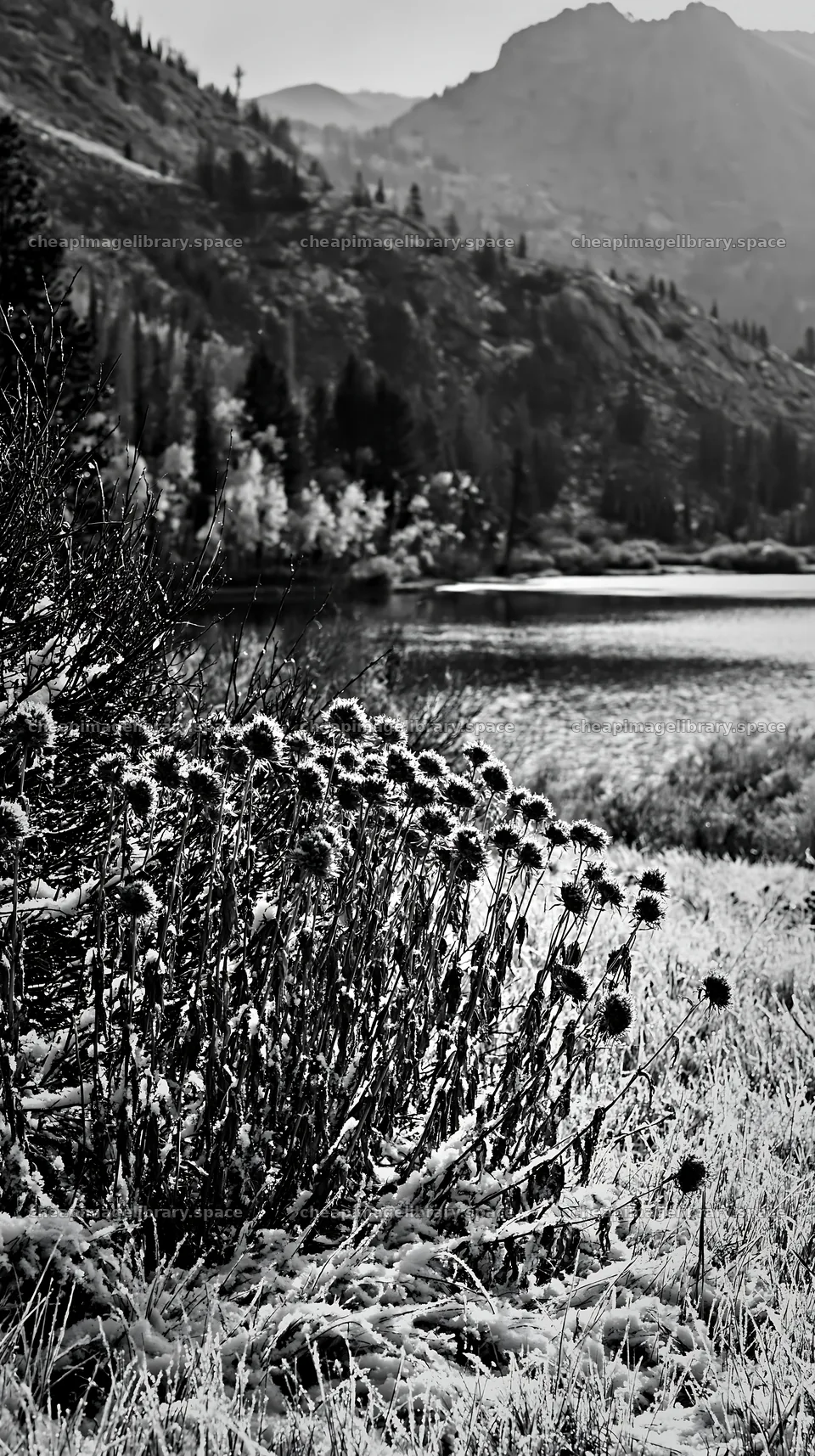 Lakeside meadow with snow and mountains in winter landscape – image library 5938x10608