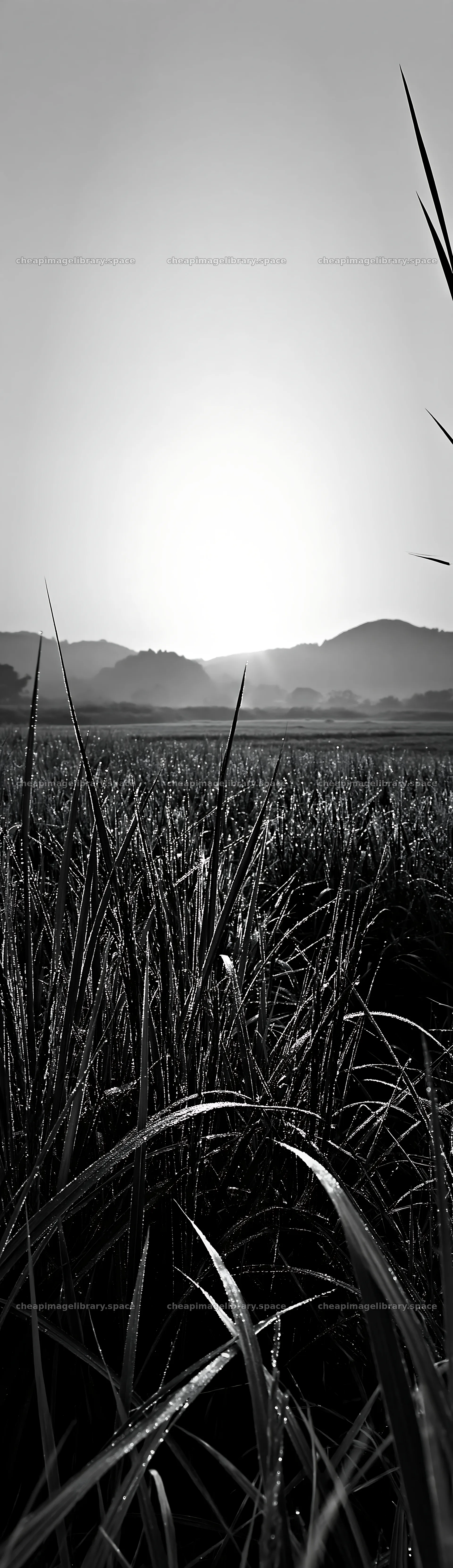 Miyazaki sunrise over dew covered sedges in a meadow – image library 4268x14762