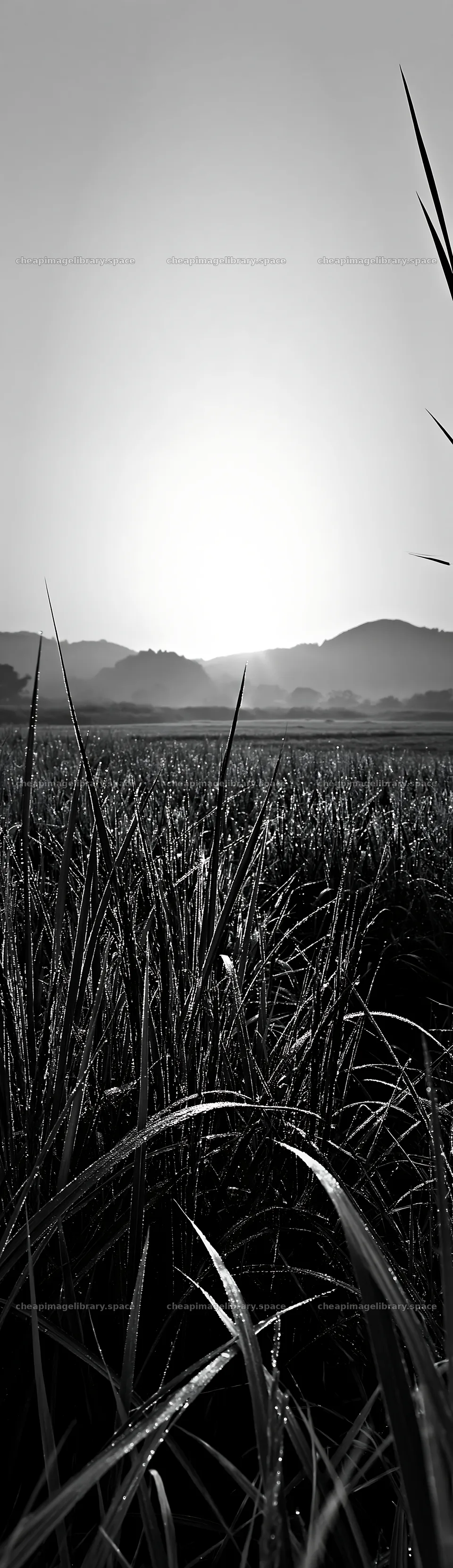 Miyazaki sunrise over dew covered sedges in a meadow – image library 4268x14762