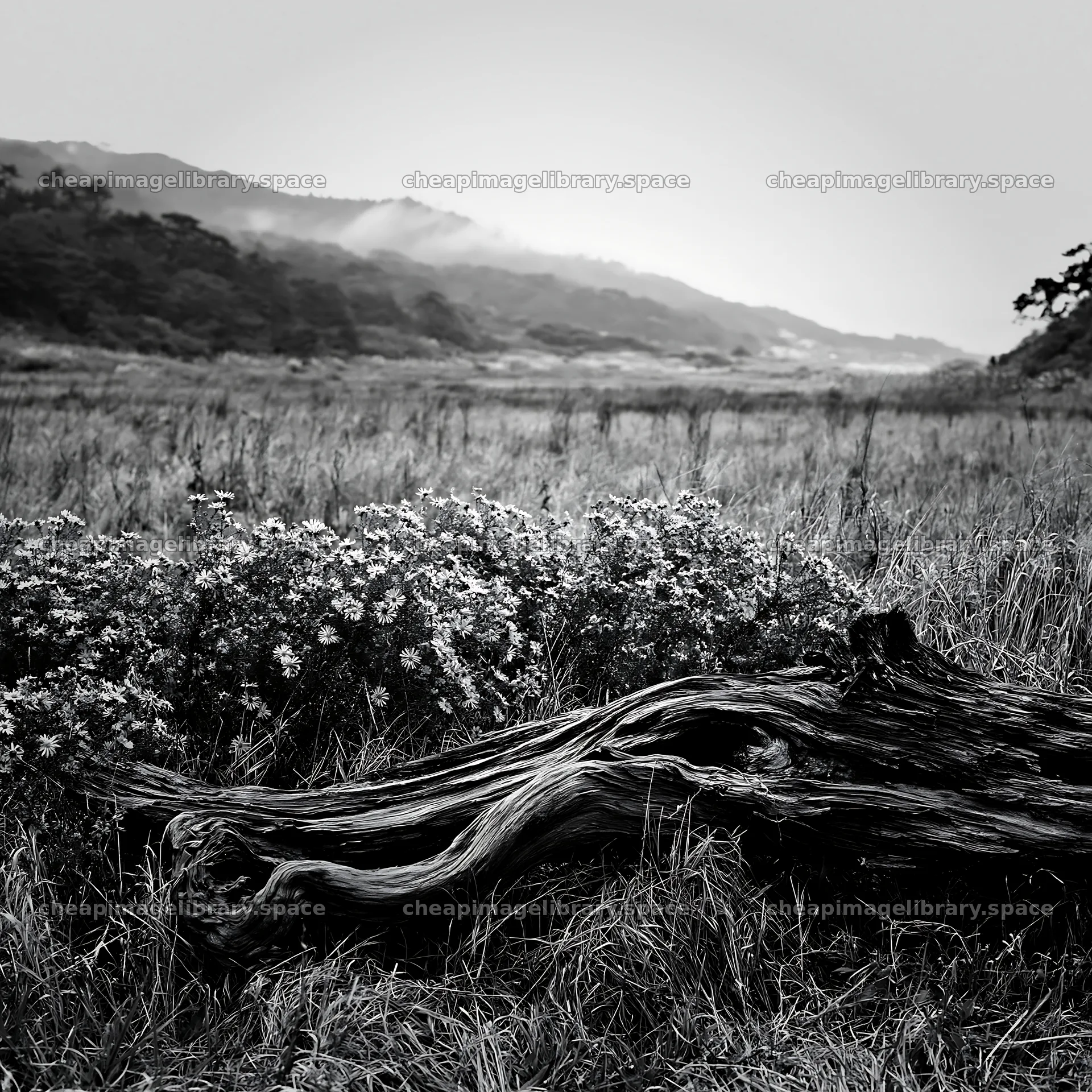 Wakayama autumn meadow weathered wood foreground – image library 7938x7938