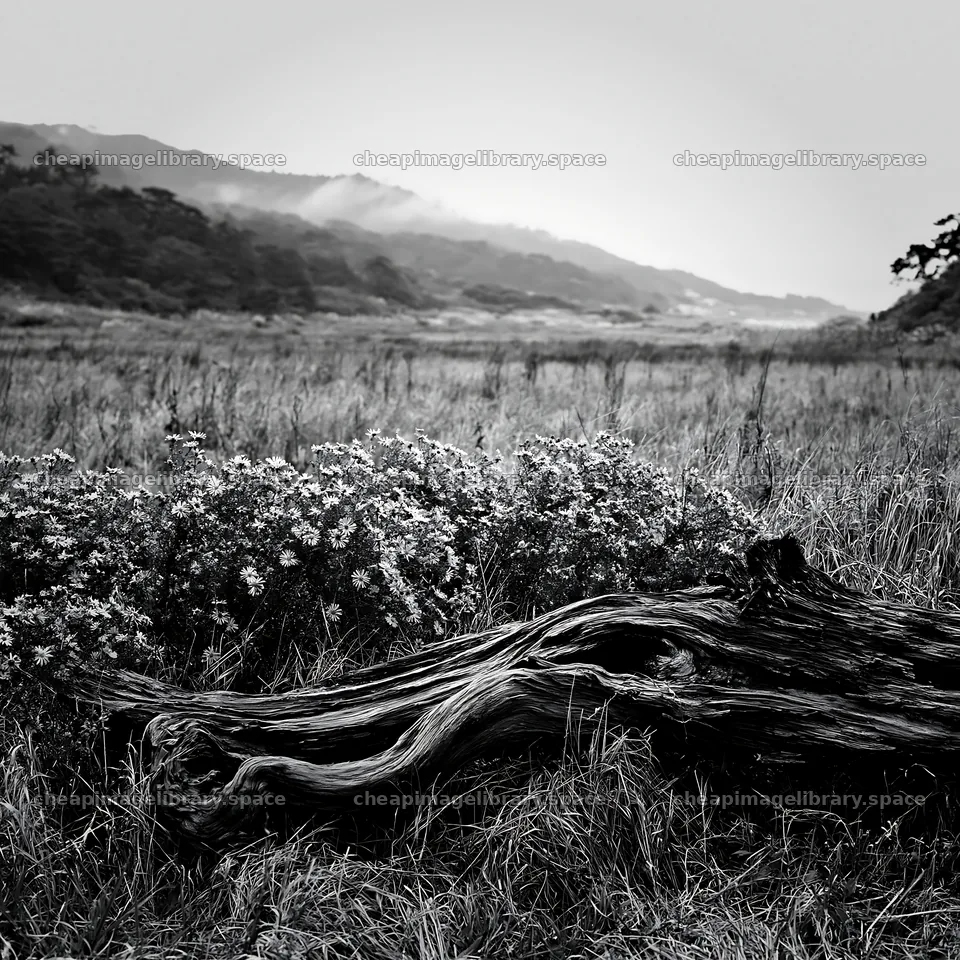Wakayama autumn meadow weathered wood foreground – image library 7938x7938