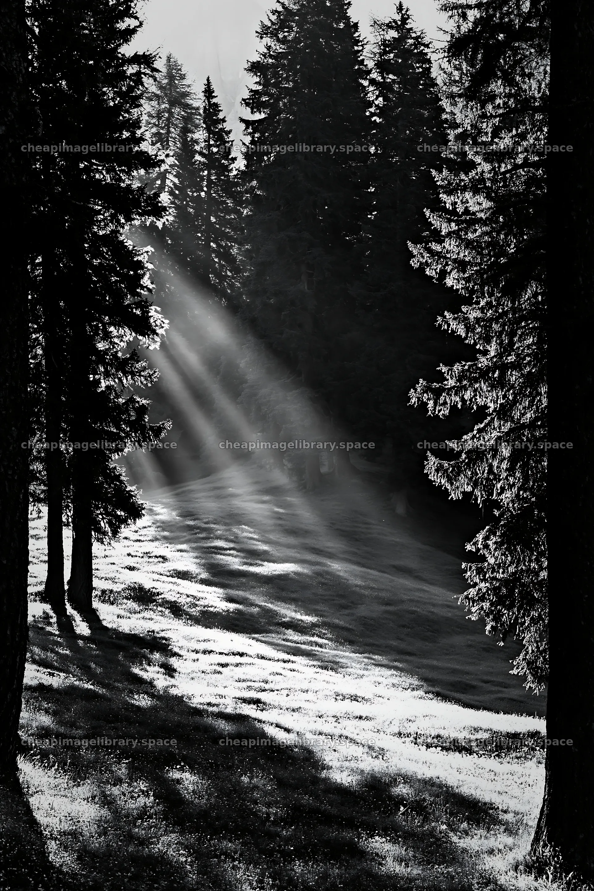 Sunbeams shining through trees in Alpe di Siusi meadow – image library 6480x9722