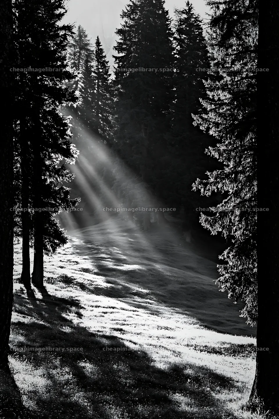 Sunbeams shining through trees in Alpe di Siusi meadow – image library 6480x9722