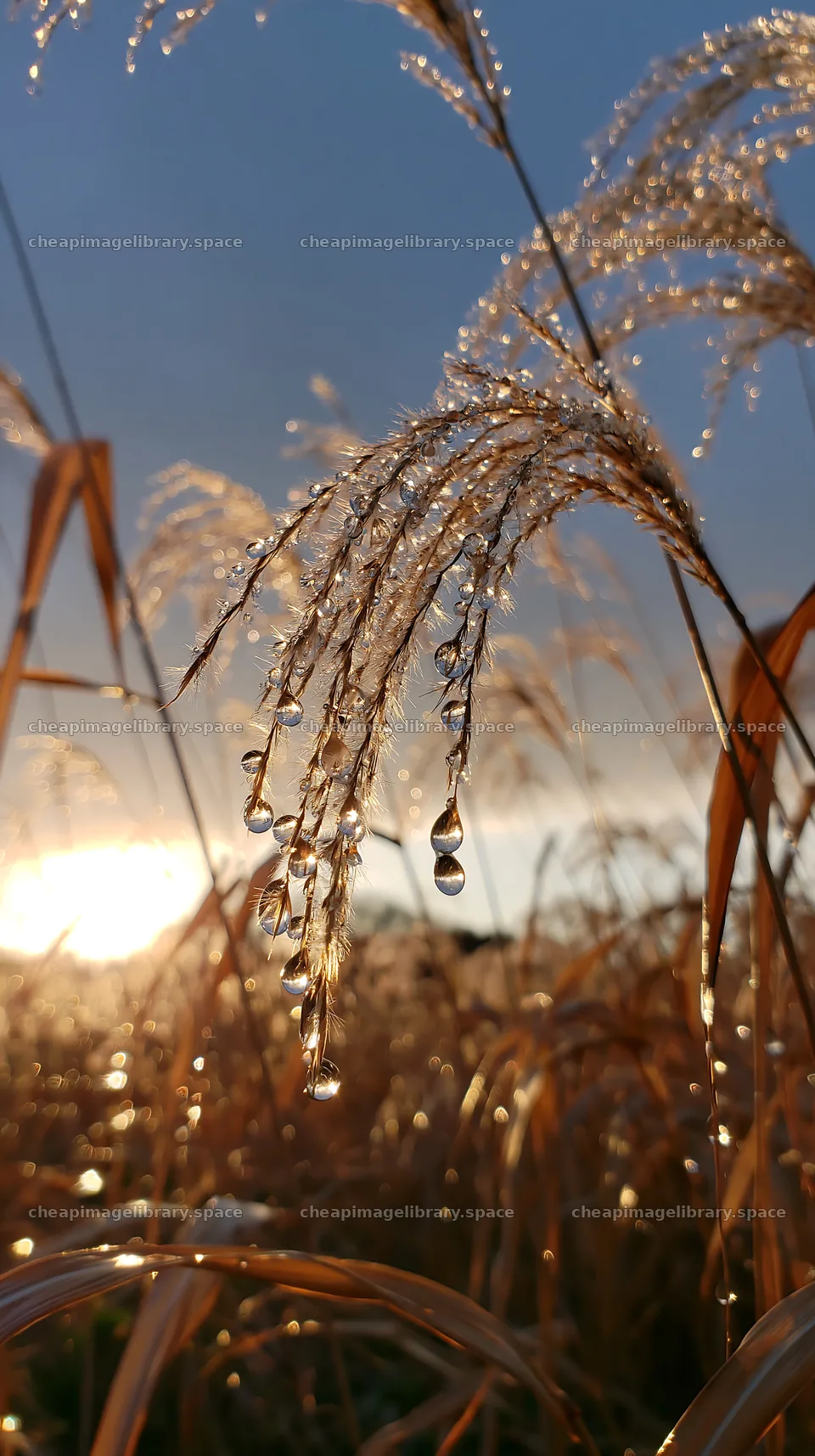 Hokkaido silver grass meadow with droplets at sunset – image library 5938x10608