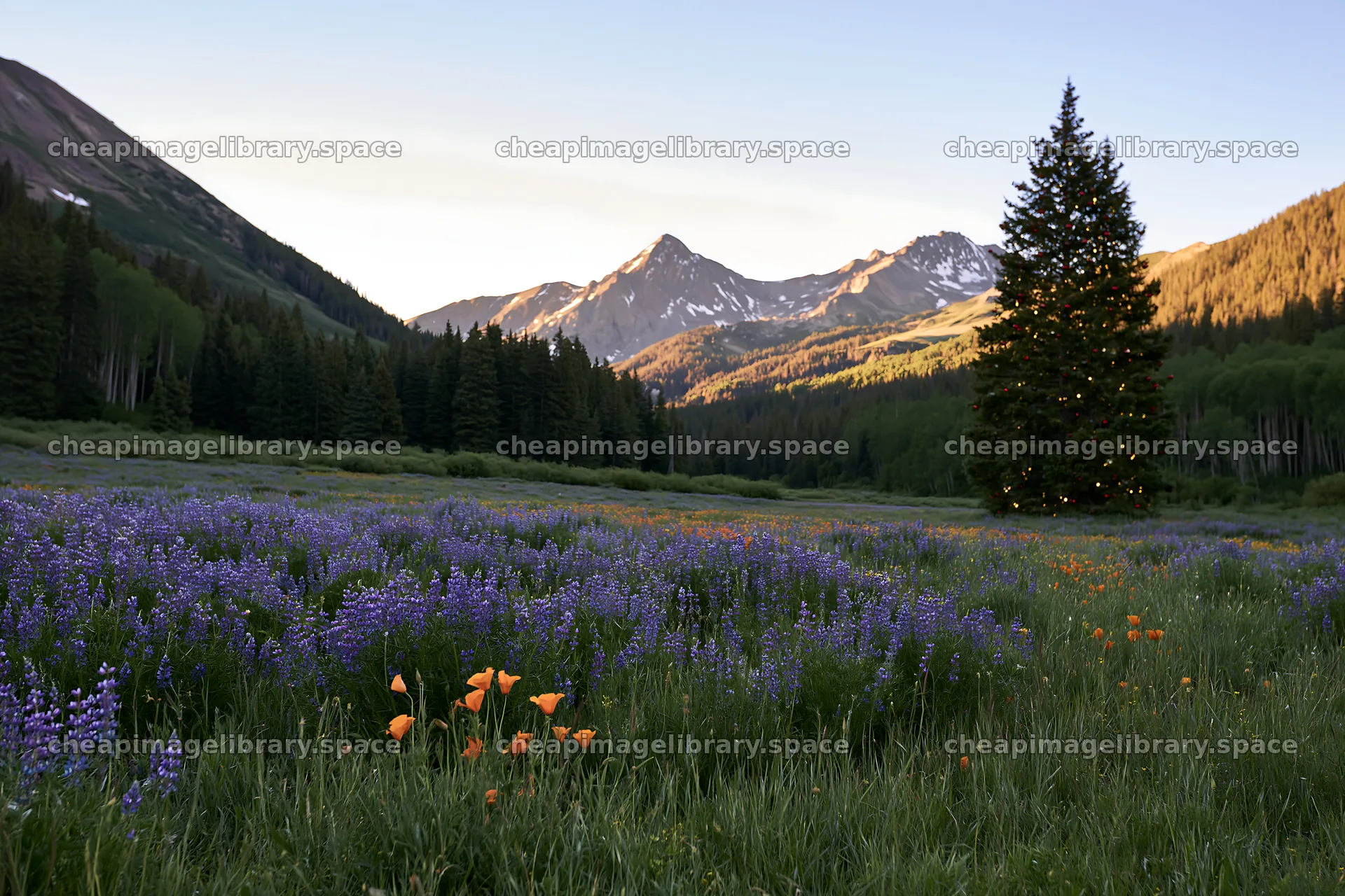 Christmas tree in mountain valley with flowers at sunset – image library 9722x6480