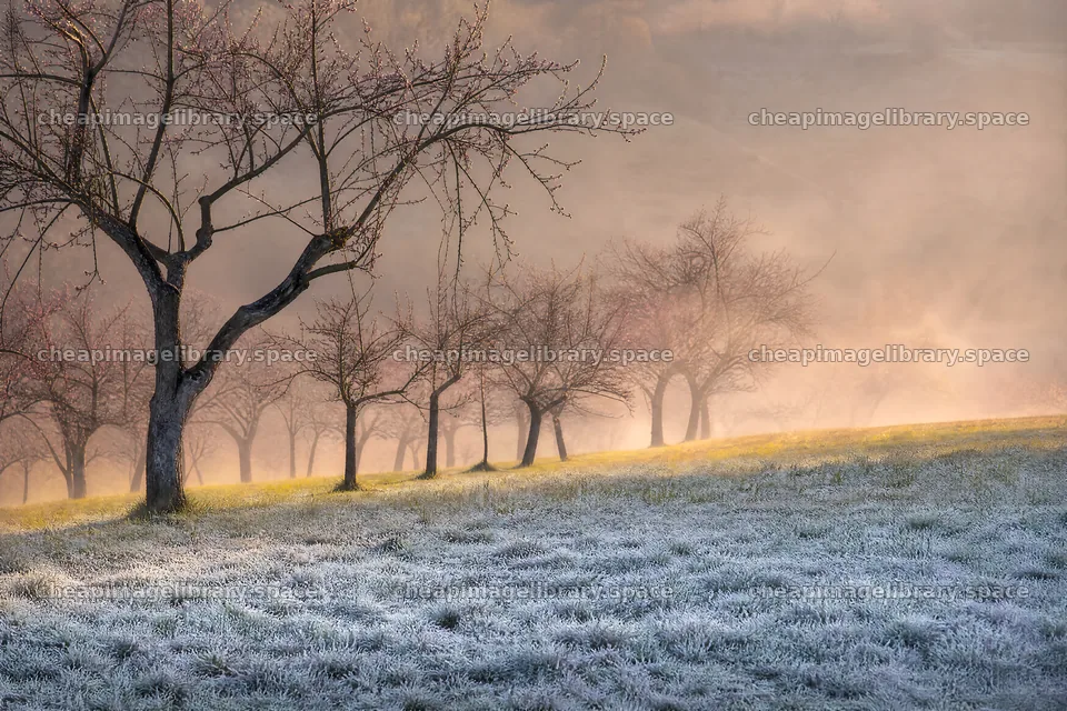 Hillside apple meadow with trees in morning light – image library 9722x6480