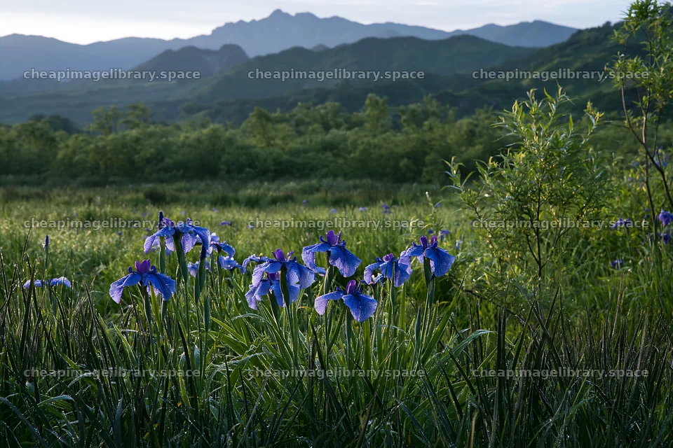 Niigata floodplain meadow with dew and blue flowers – image library 9722x6480