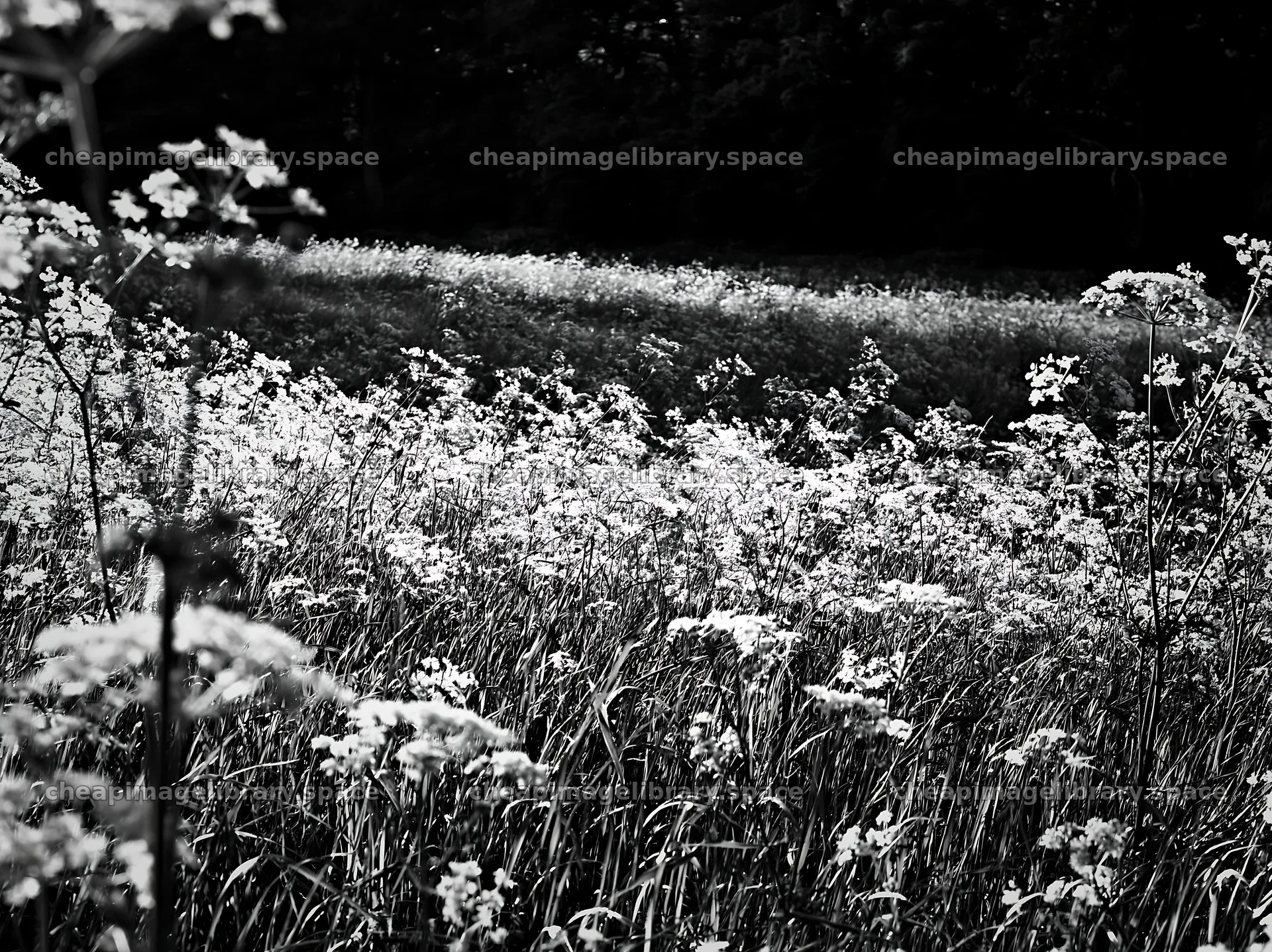 Cow parsley meadow in black and white – image library 9174x6866
