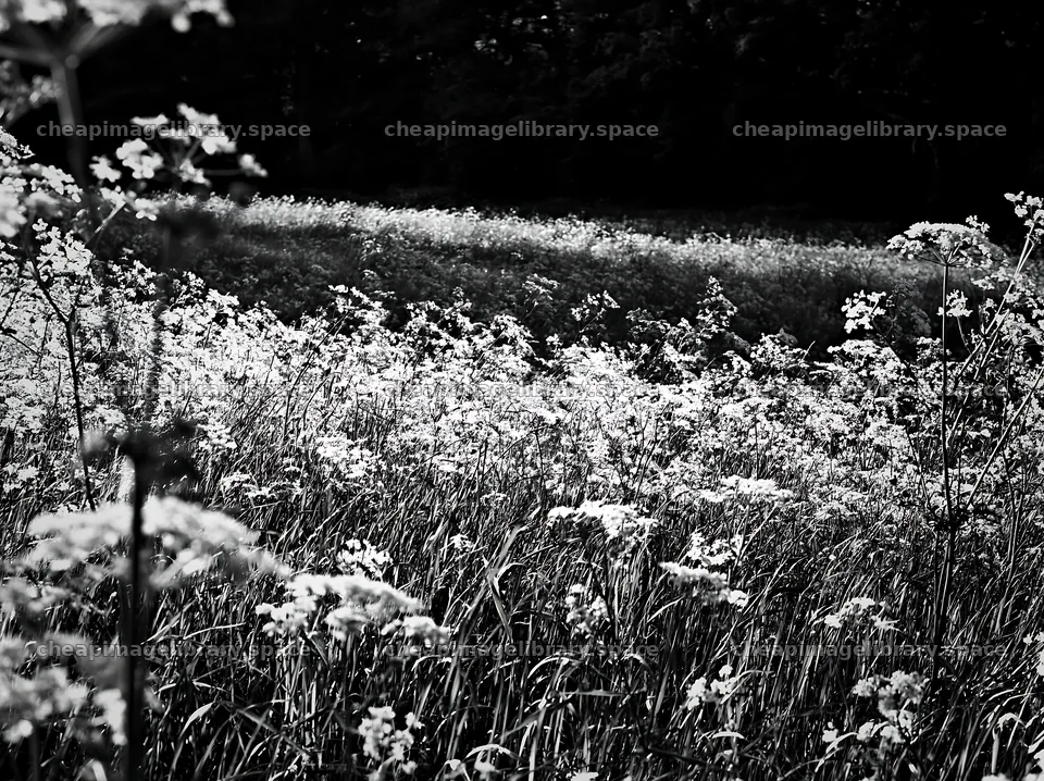 Cow parsley meadow in black and white – image library 9174x6866