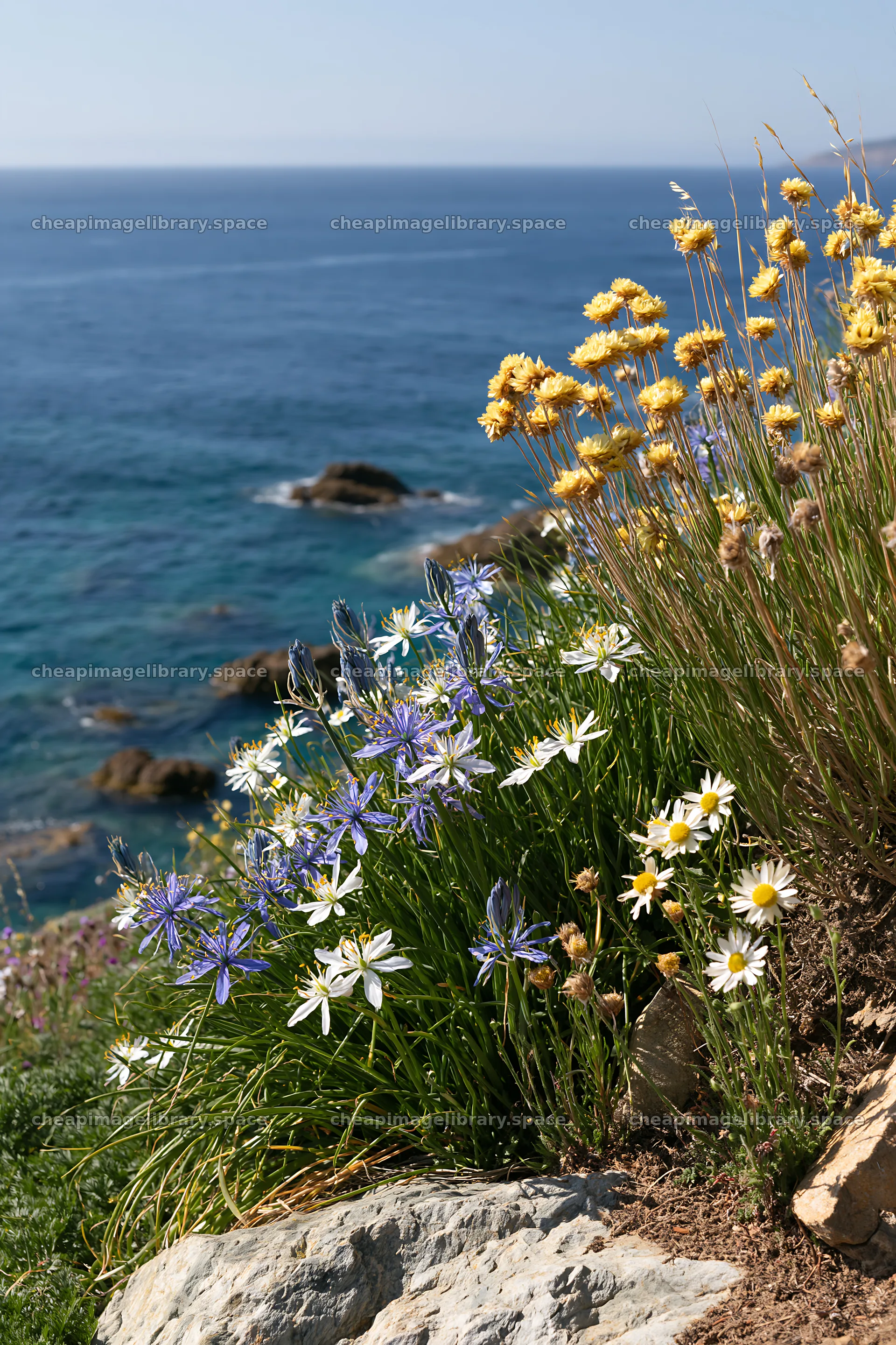 Drought-tolerant meadow with flowers near the ocean – image library 6480x9722