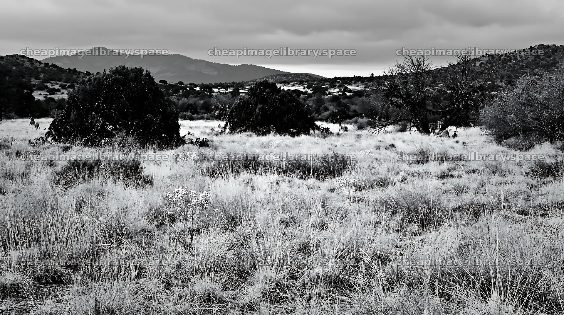 Expansive Christmas meadow drought tolerant stems and garland – image library 10608x5938